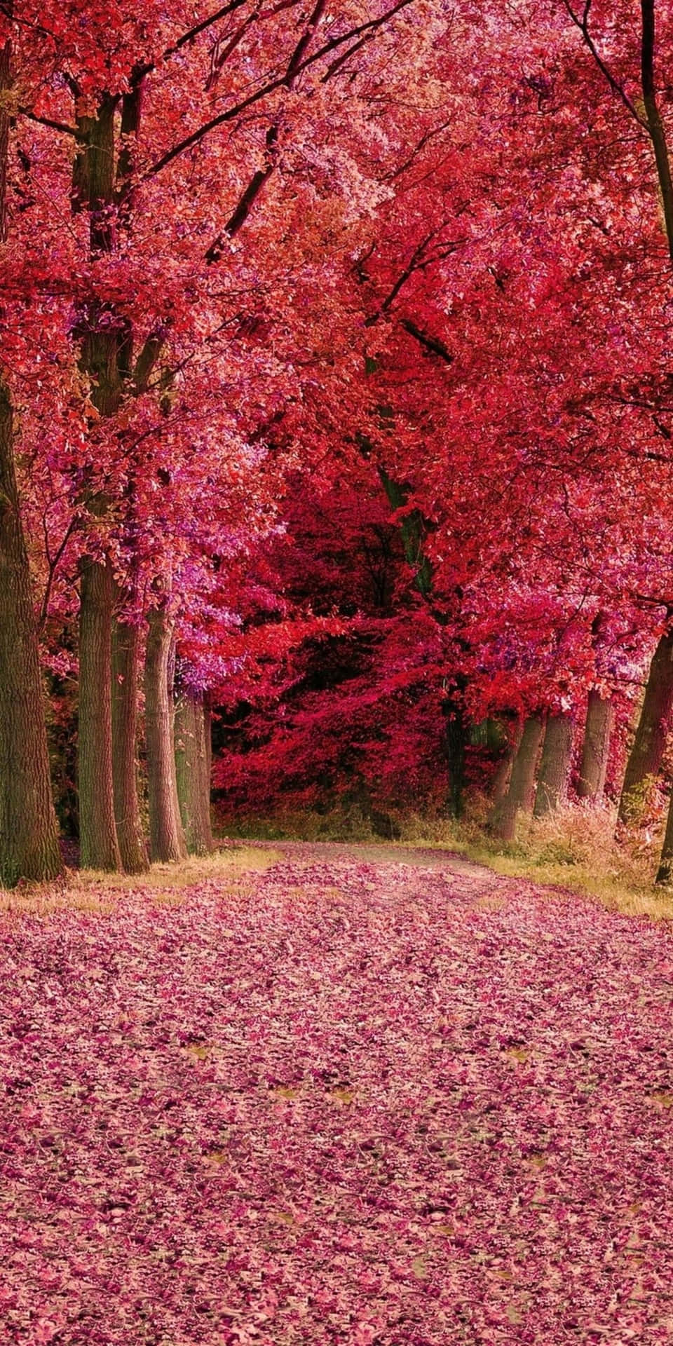 Enchanting Shades Of Pink Fall