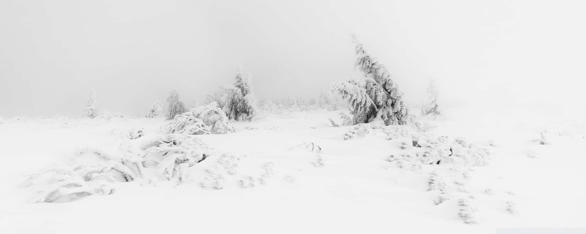 Enchanting Snowy Wonderland Background