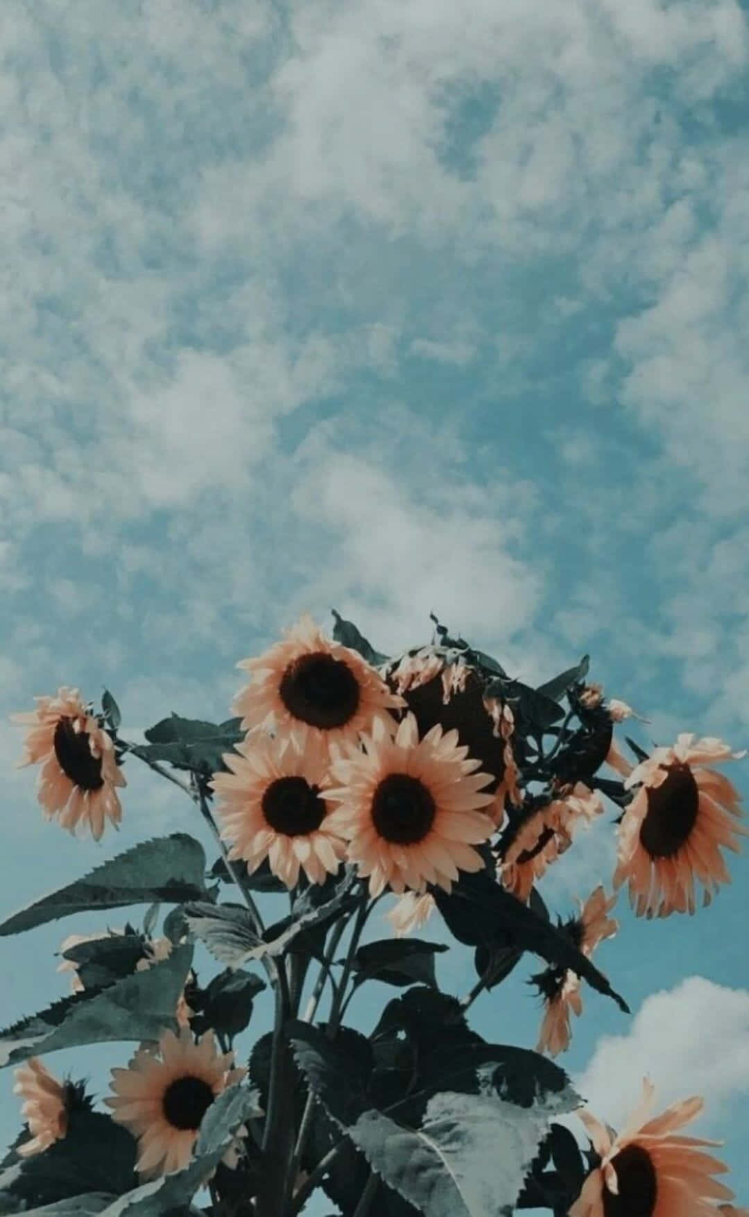 Enchanting Sunflower Sky Cute Background