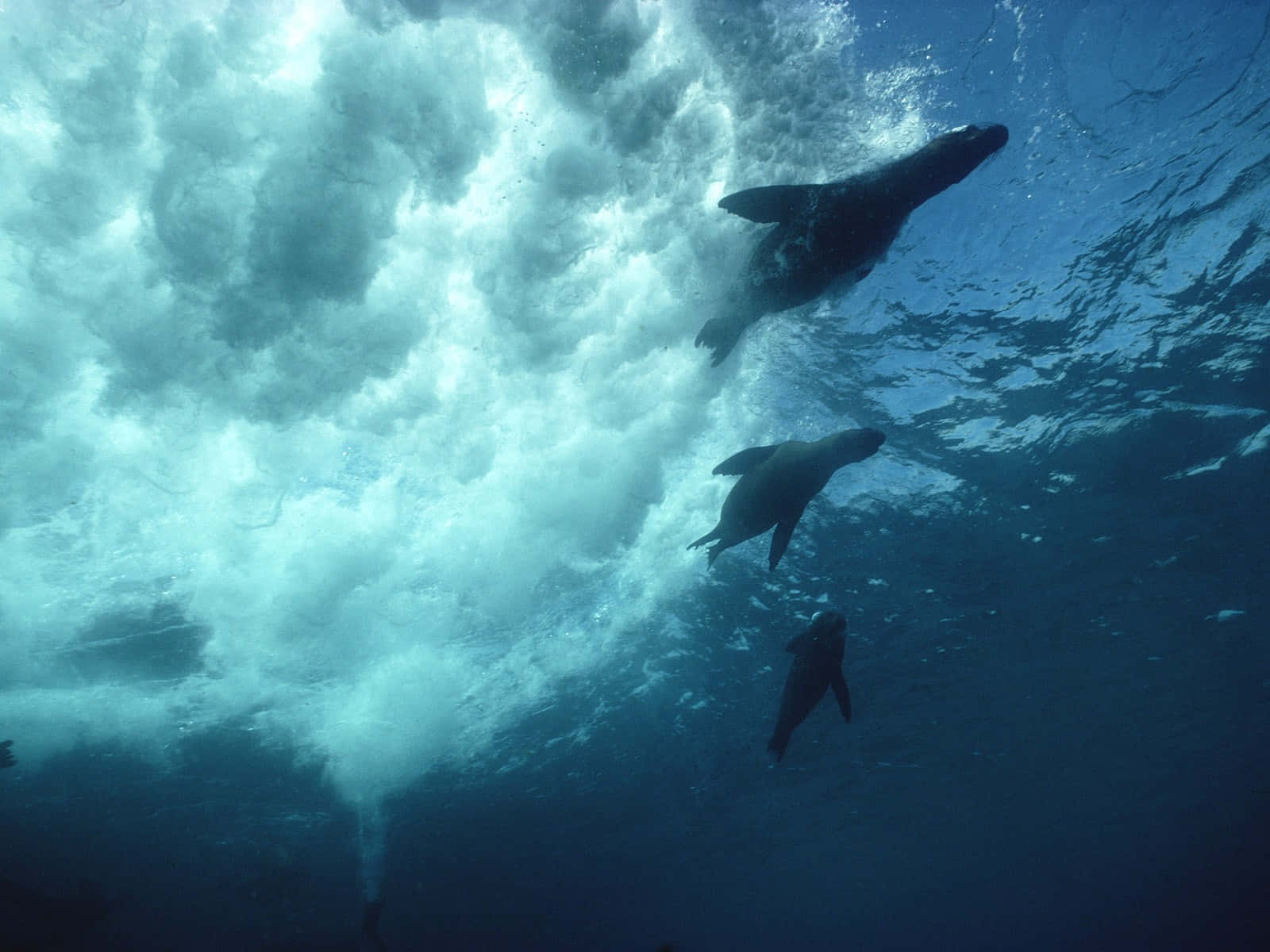 Enchanting Three Galapagos Islands Dolphins Background