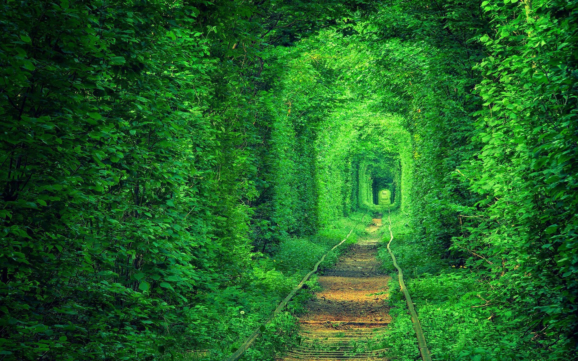 Enchanting Tunnel Of Love In Ukraine Background
