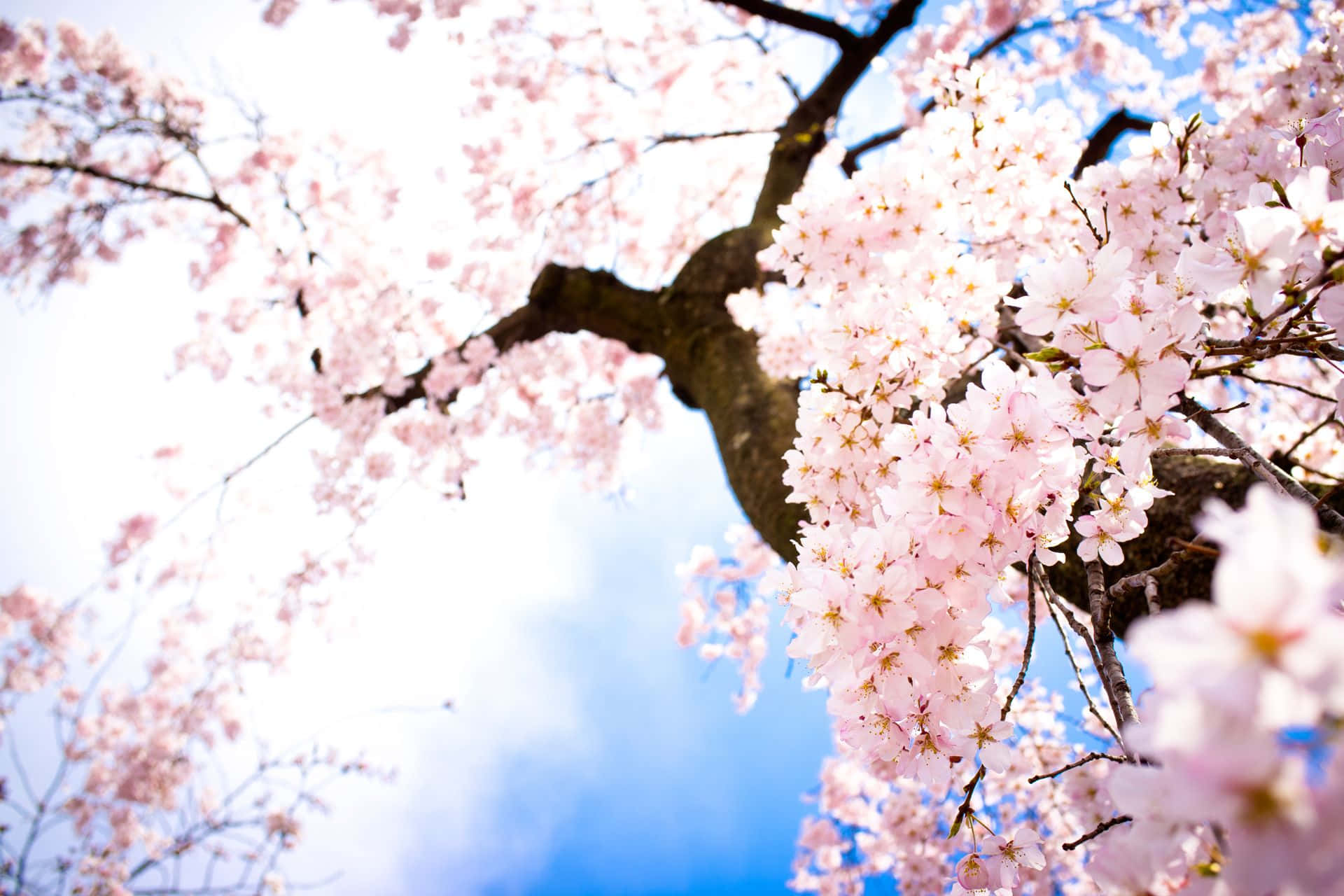 Enchanting View Of A Blooming Cherry Blossom Tree Background