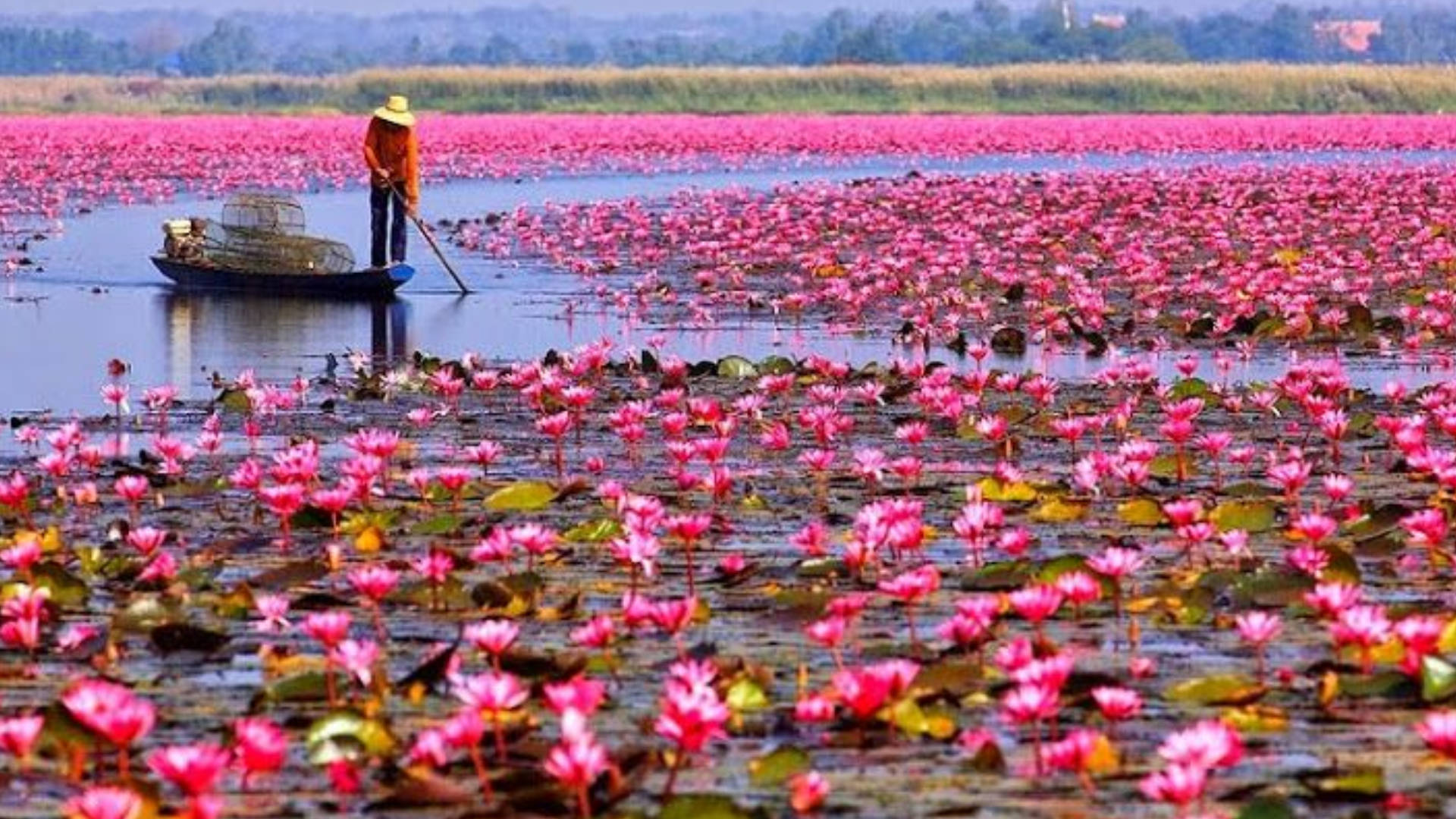 Enchanting Water Lily Floating Serenely Background