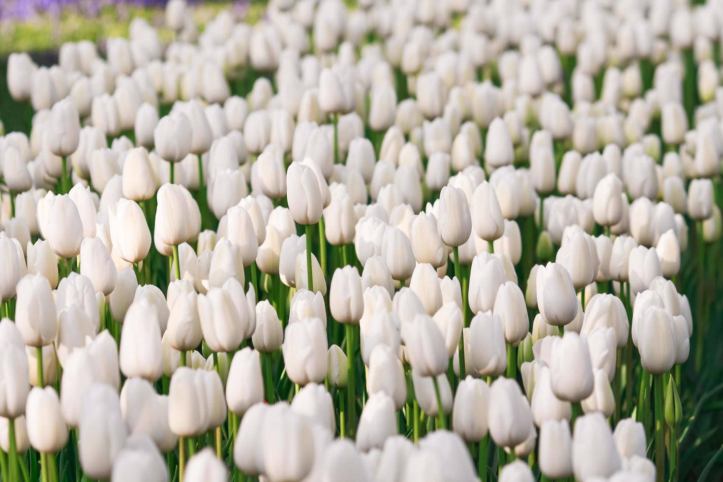 Enchanting White Flower Iphone Wallpaper Background