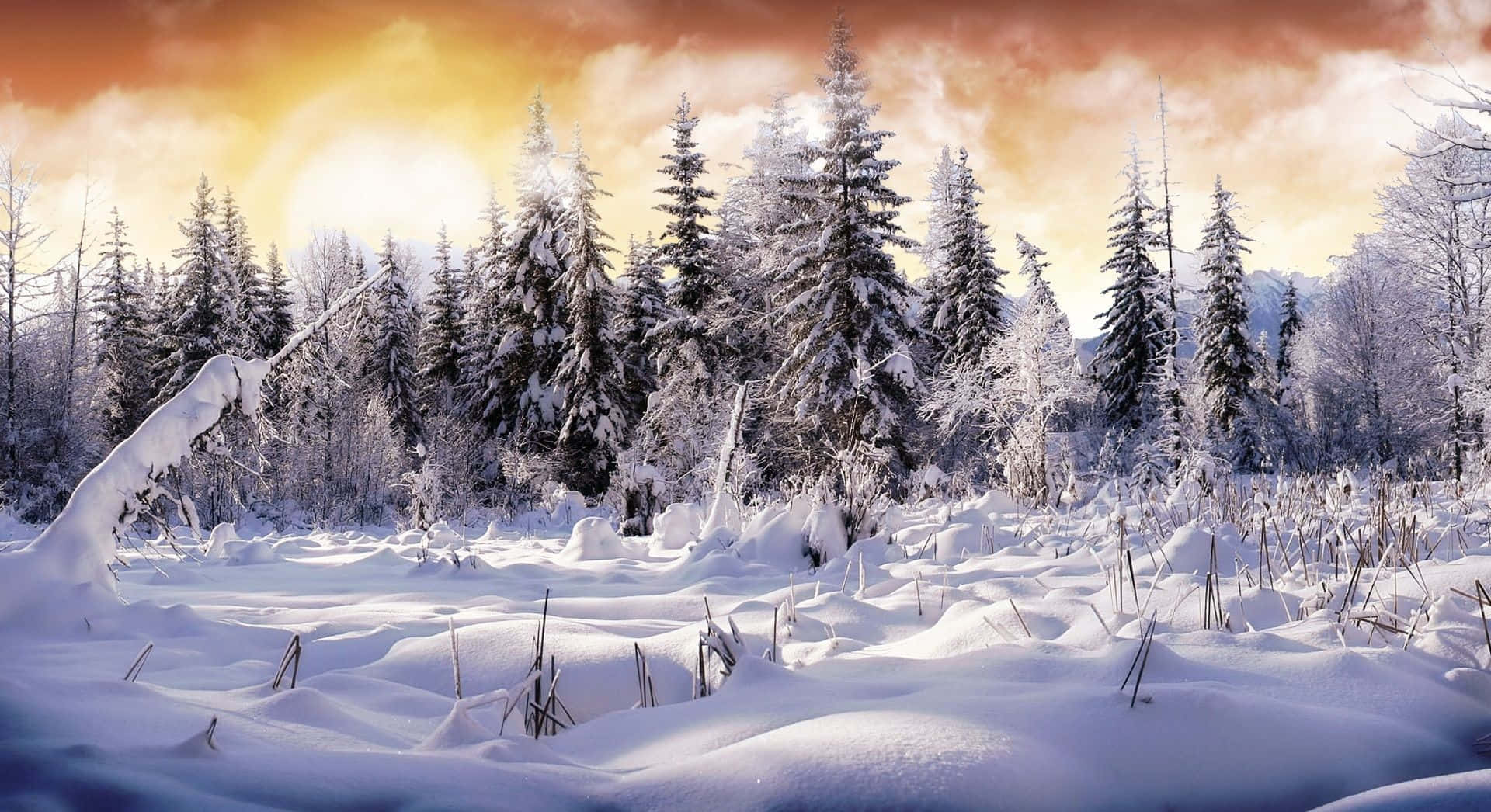 Enchanting Winter Wonderland