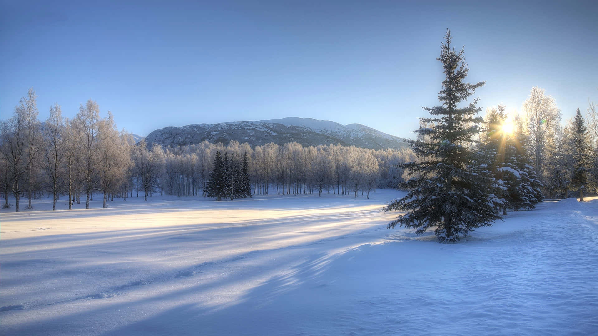 Enchanting Winter Wonderland In The Snowy Forest