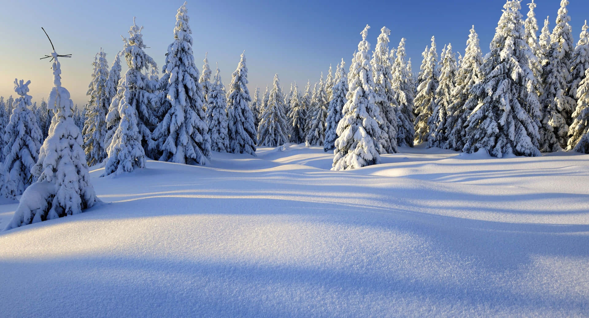 Enchanting Winter Wonderland Background