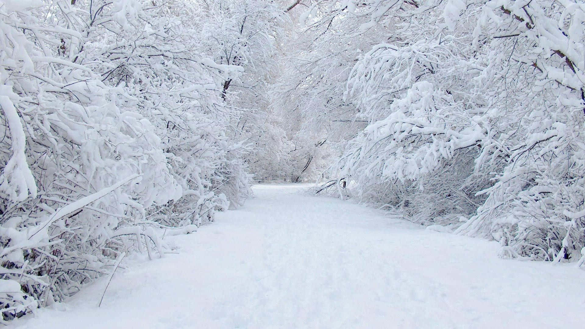 Enchanting Winter Wonderland Scene Background