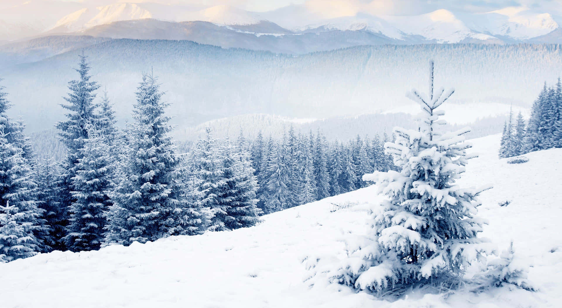 Enchanting Winter Wonderland Scene Background