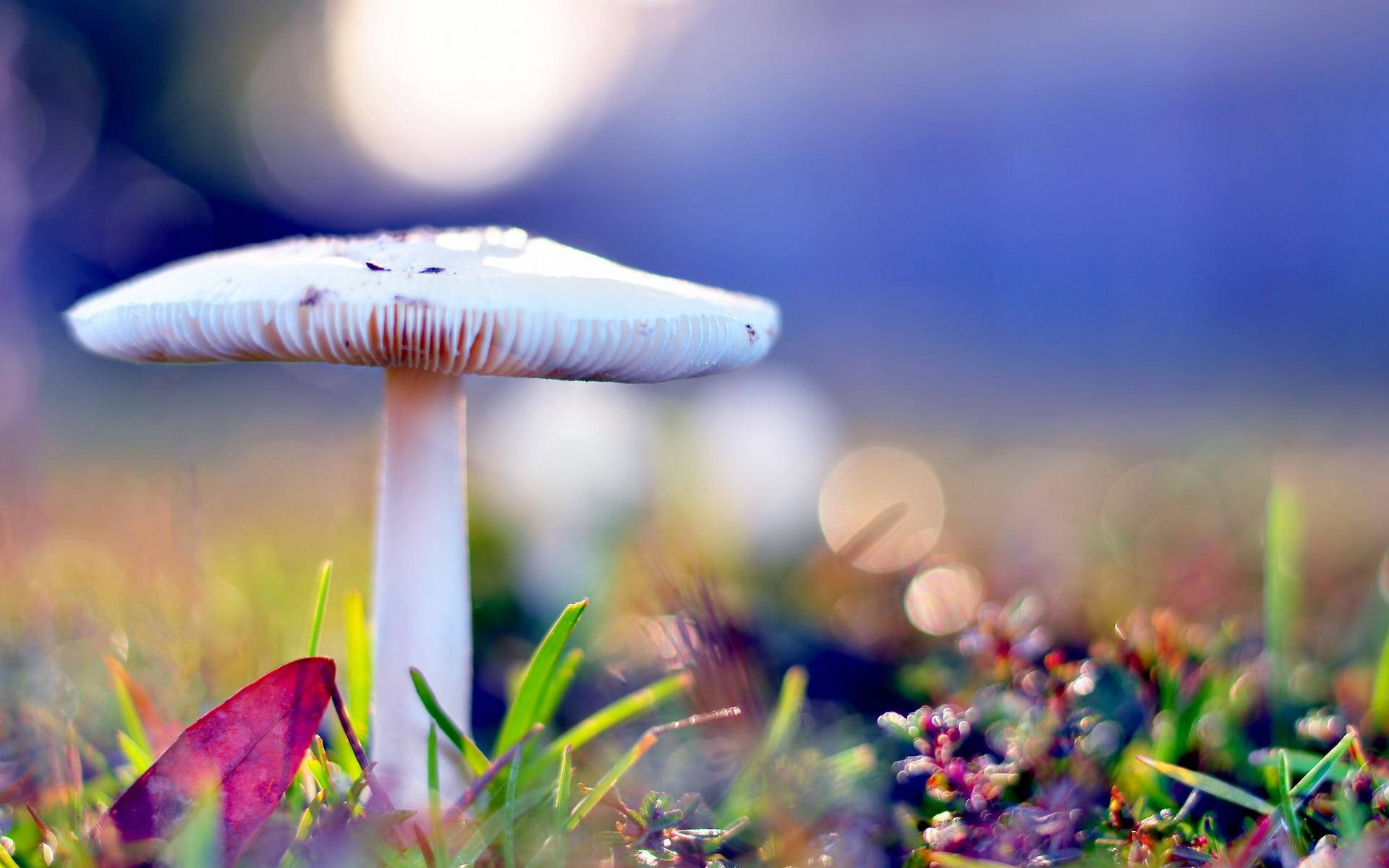 Enchanting Woodland Scenery With Colorful Mushrooms Background