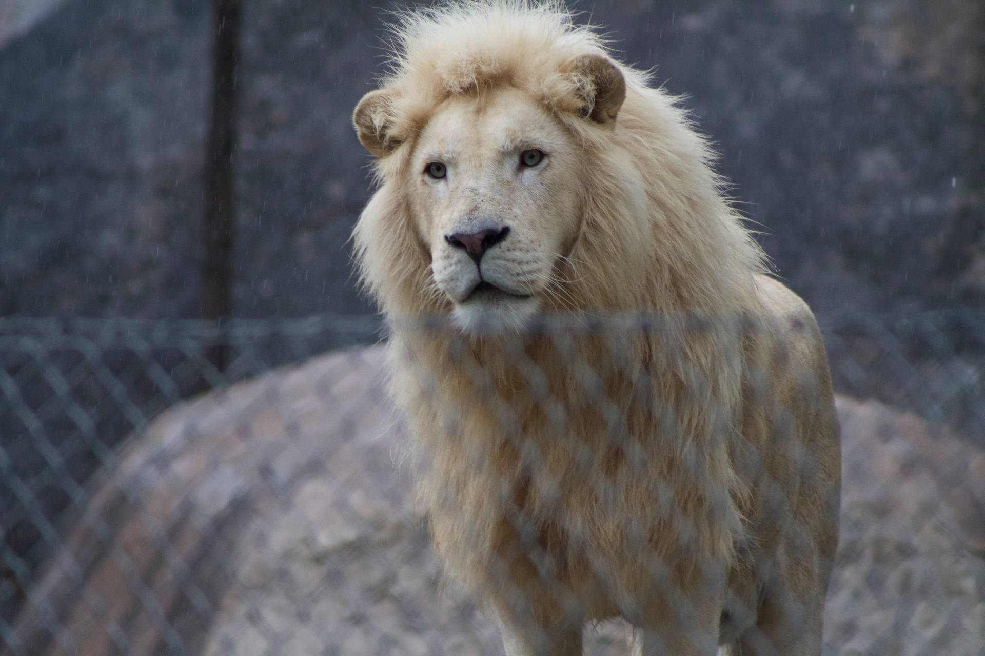 Enclosed Male White Lion Background
