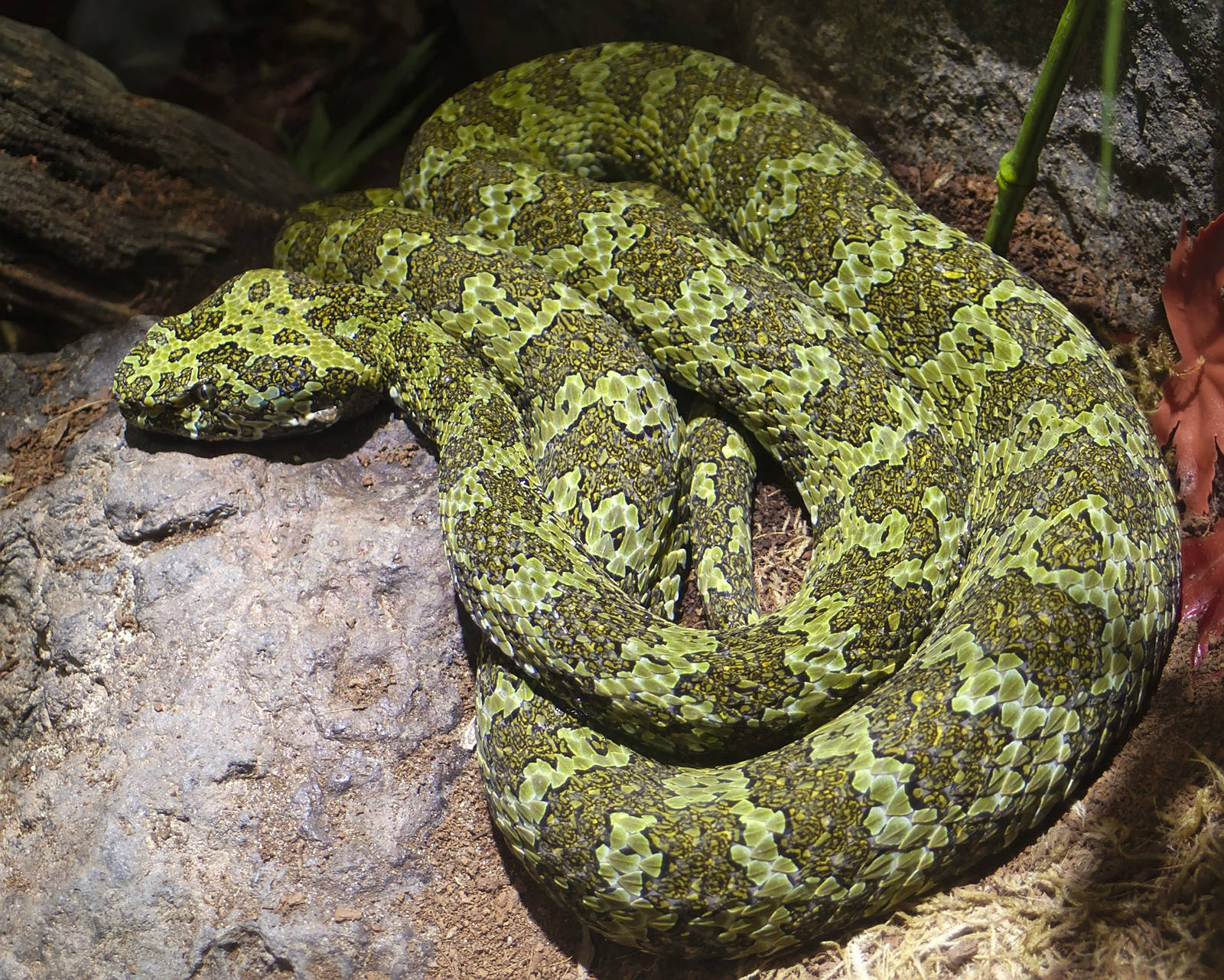 Endangered Mountain Viper Rock Mountain Background