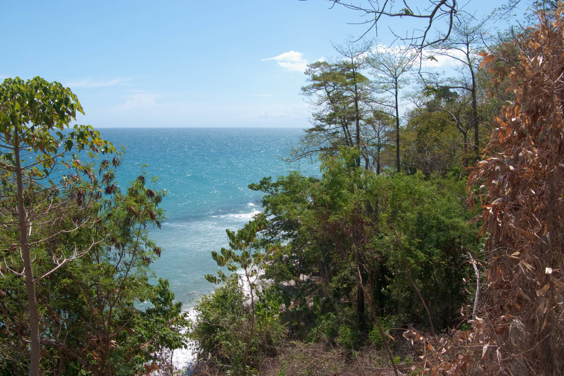 Endemic Forest With Ocean View Background