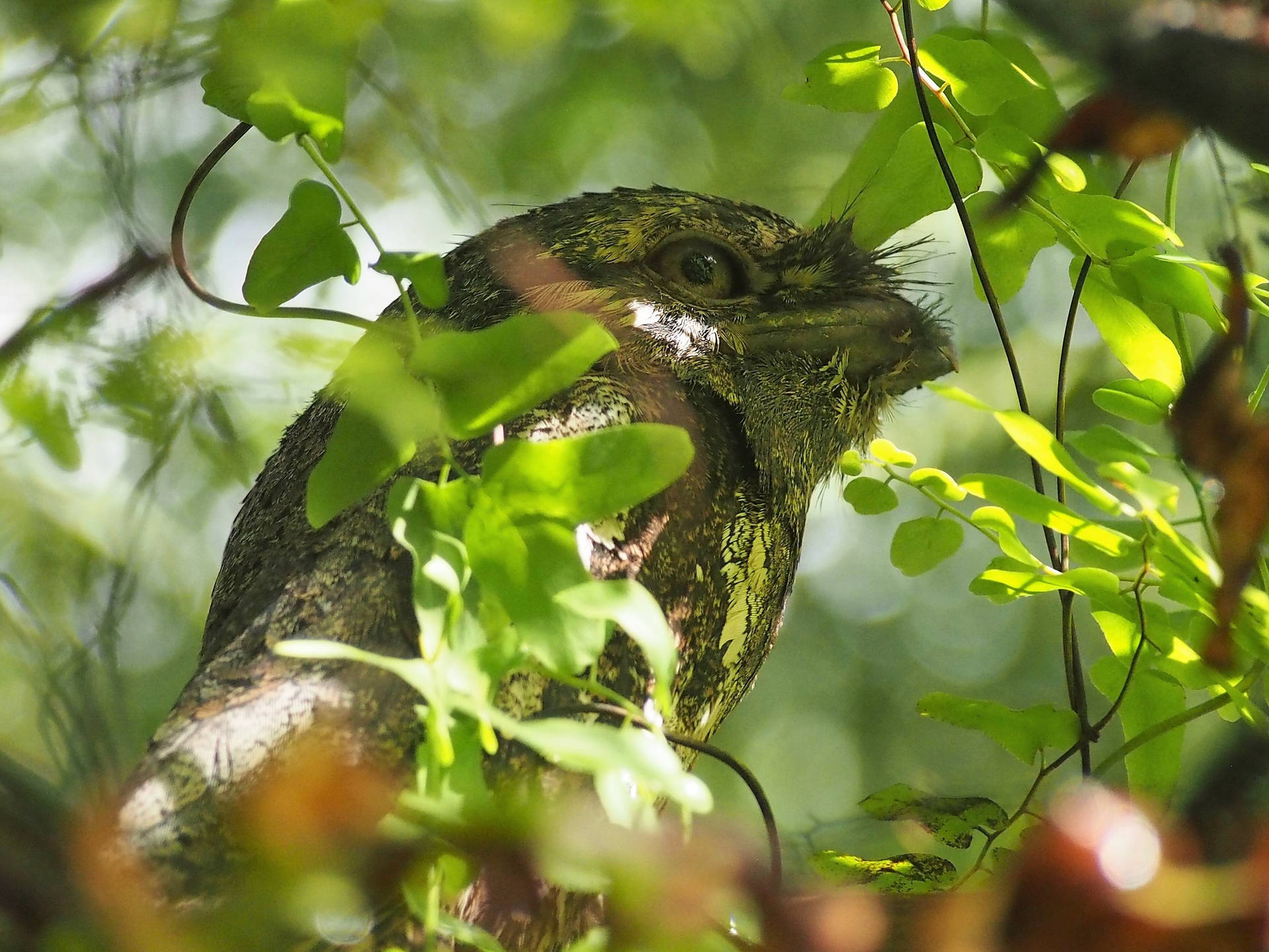 Endemic Owl Hiding With Leaves Background