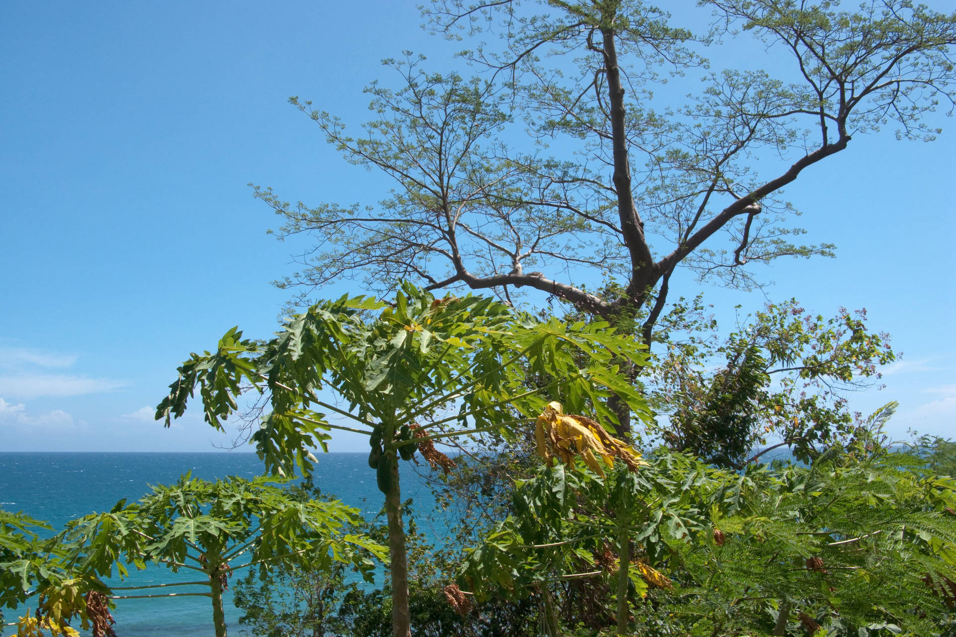 Endemic Plants In Forest Background