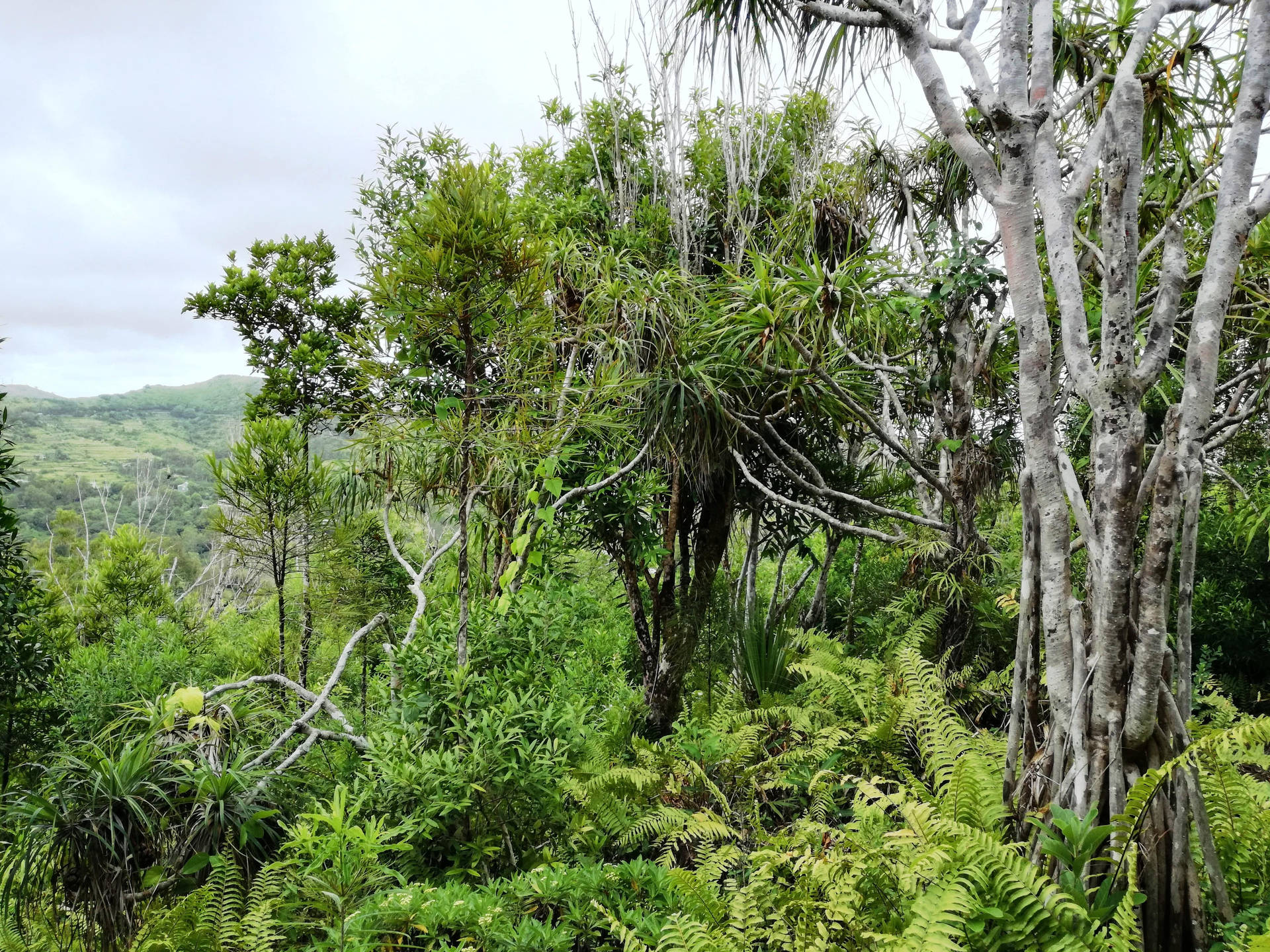 Endemic Trees In Forest Background