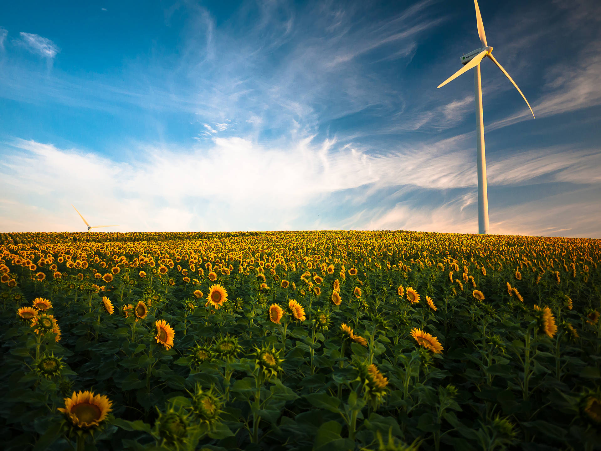 Energy Windmills In Sunflower Field Background