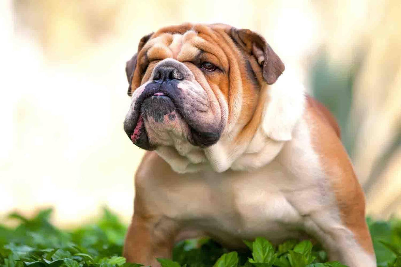 English Bulldog 1350 X 900 Background