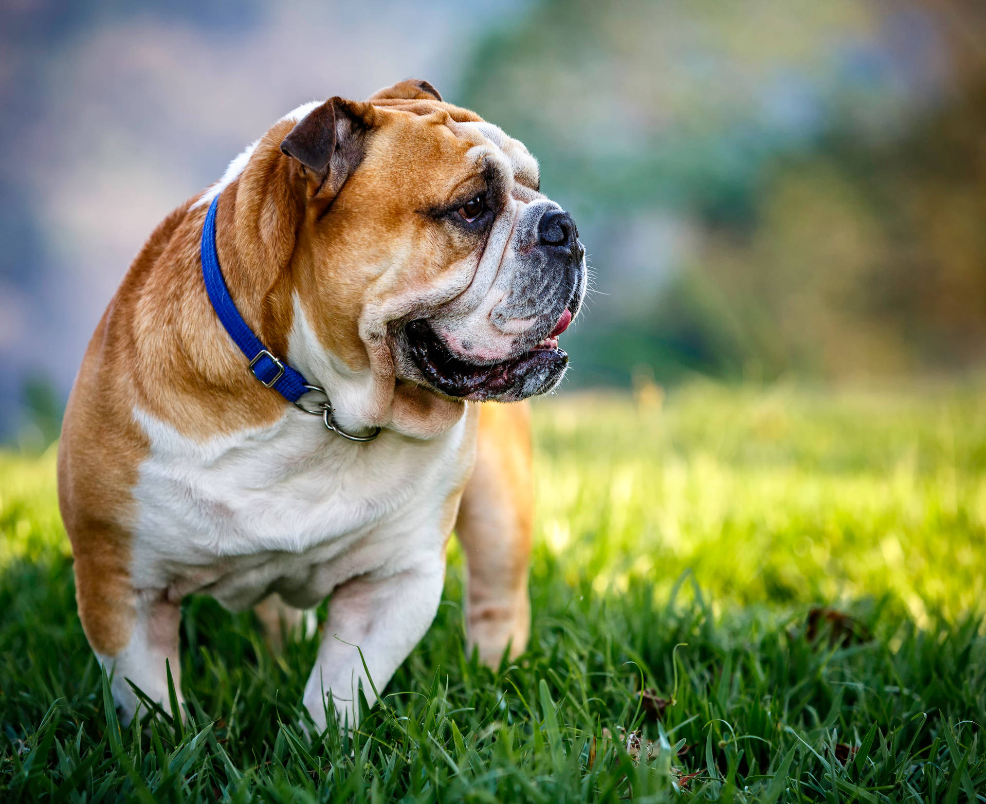 English Bulldog Aesthetic Background