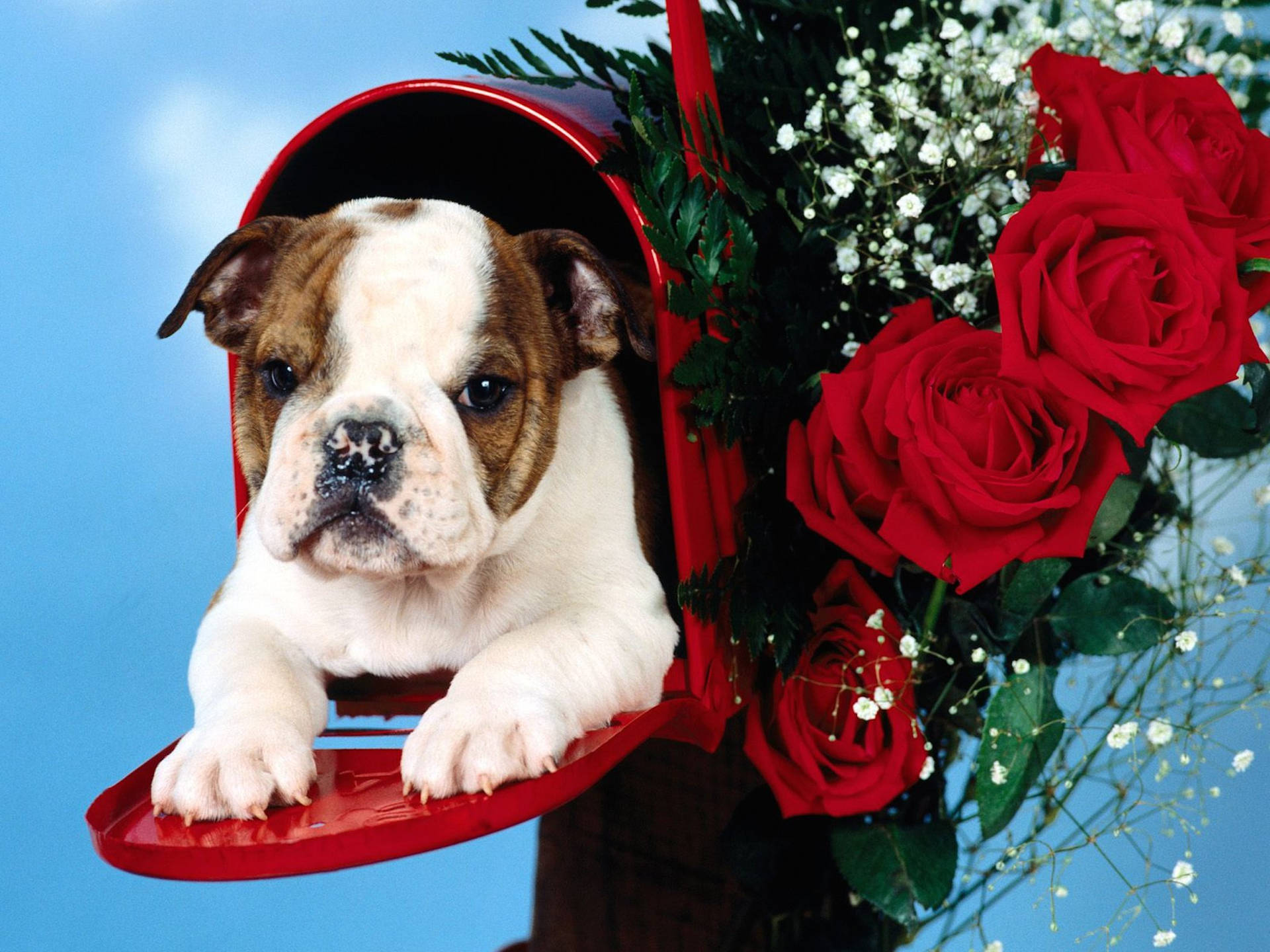 English Bulldog And Rose