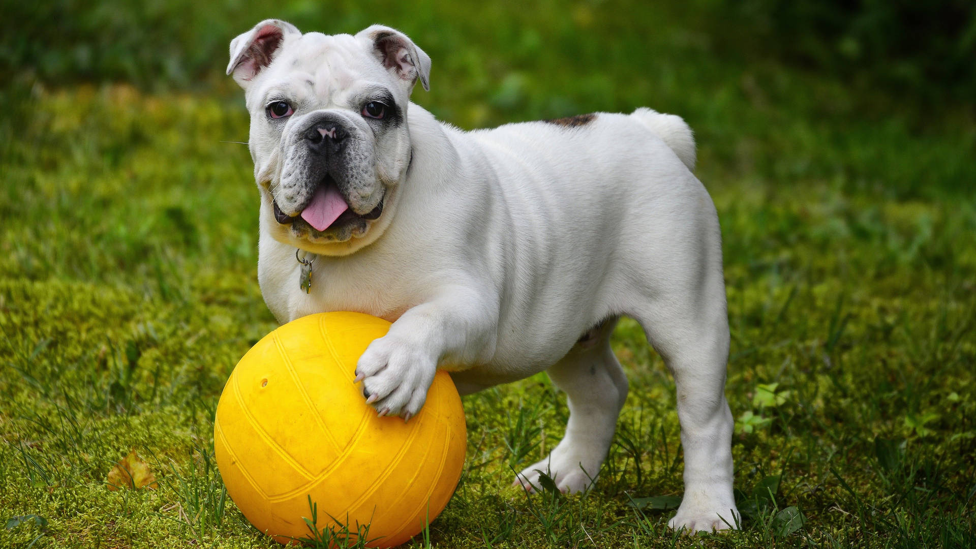 English Bulldog Ball Background