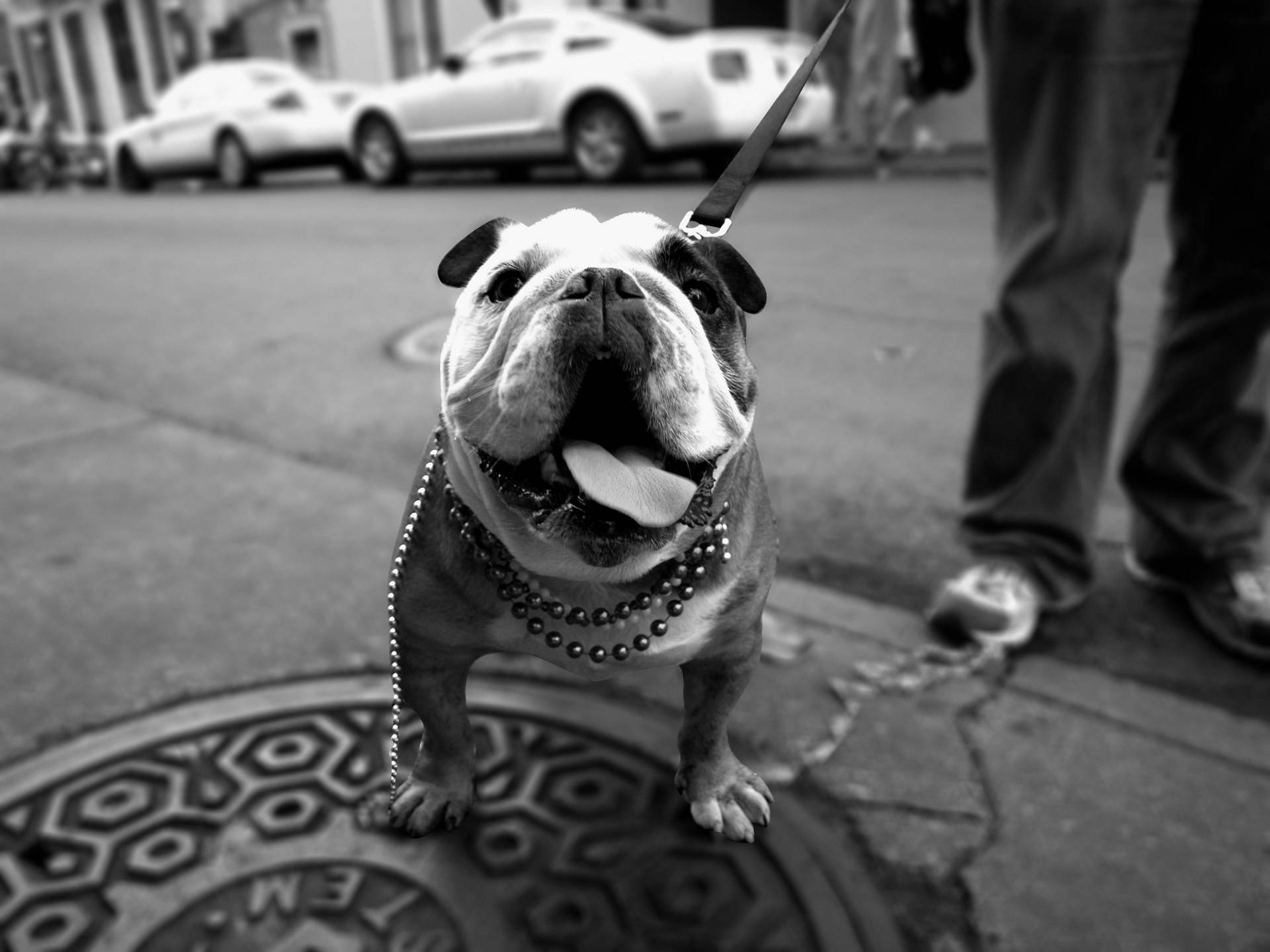 English Bulldog Black And White Background