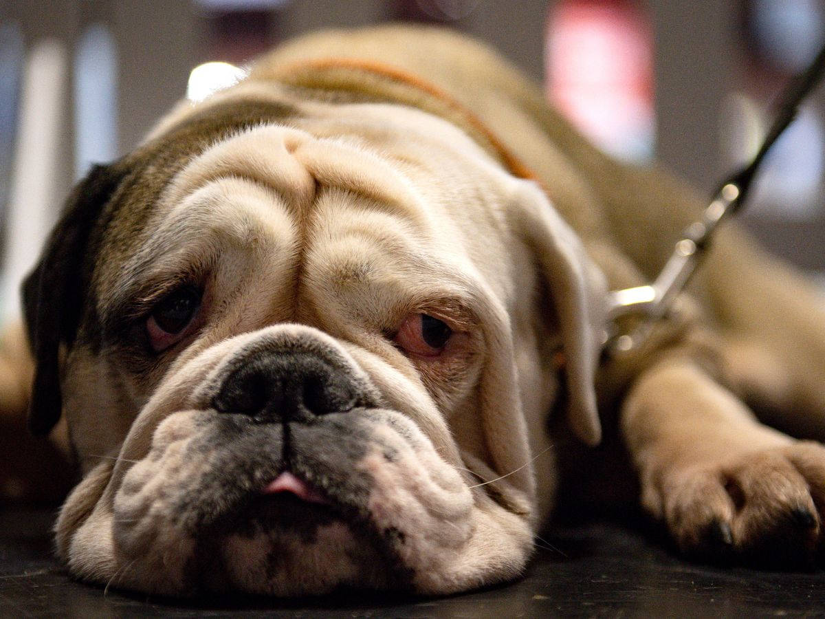 English Bulldog Cute Background