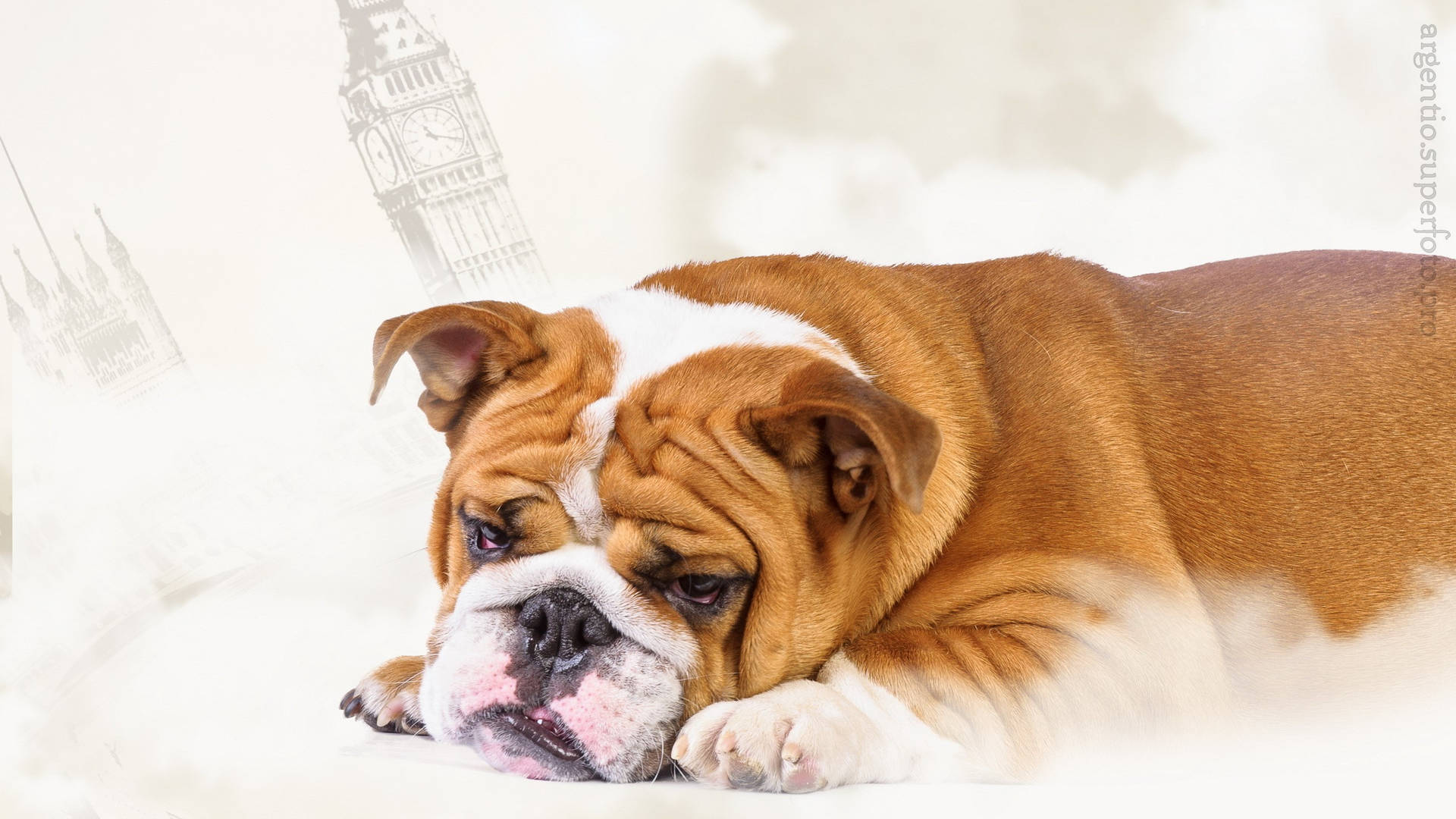 English Bulldog Cute Background