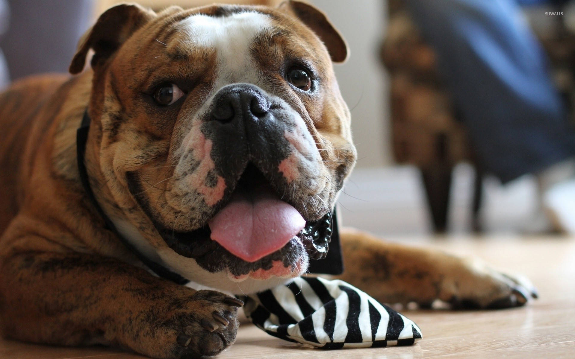 English Bulldog Cute Smile