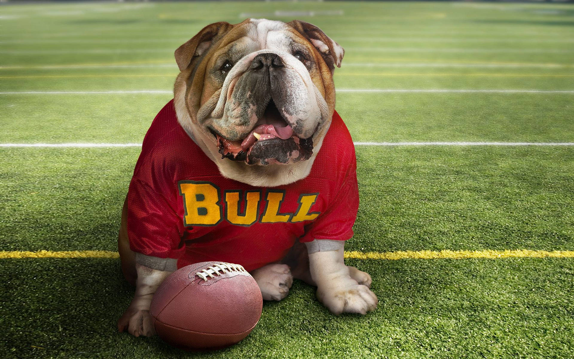 English Bulldog Football Background