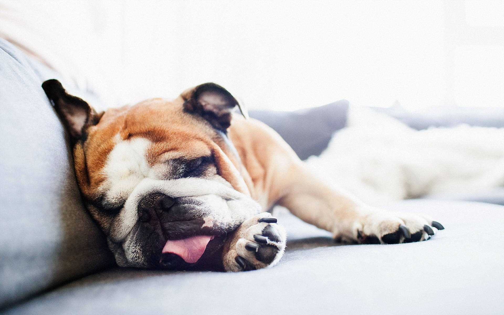 English Bulldog Gray Couch