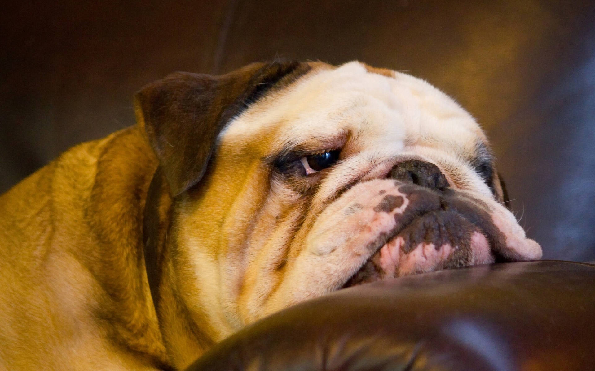 English Bulldog Hd