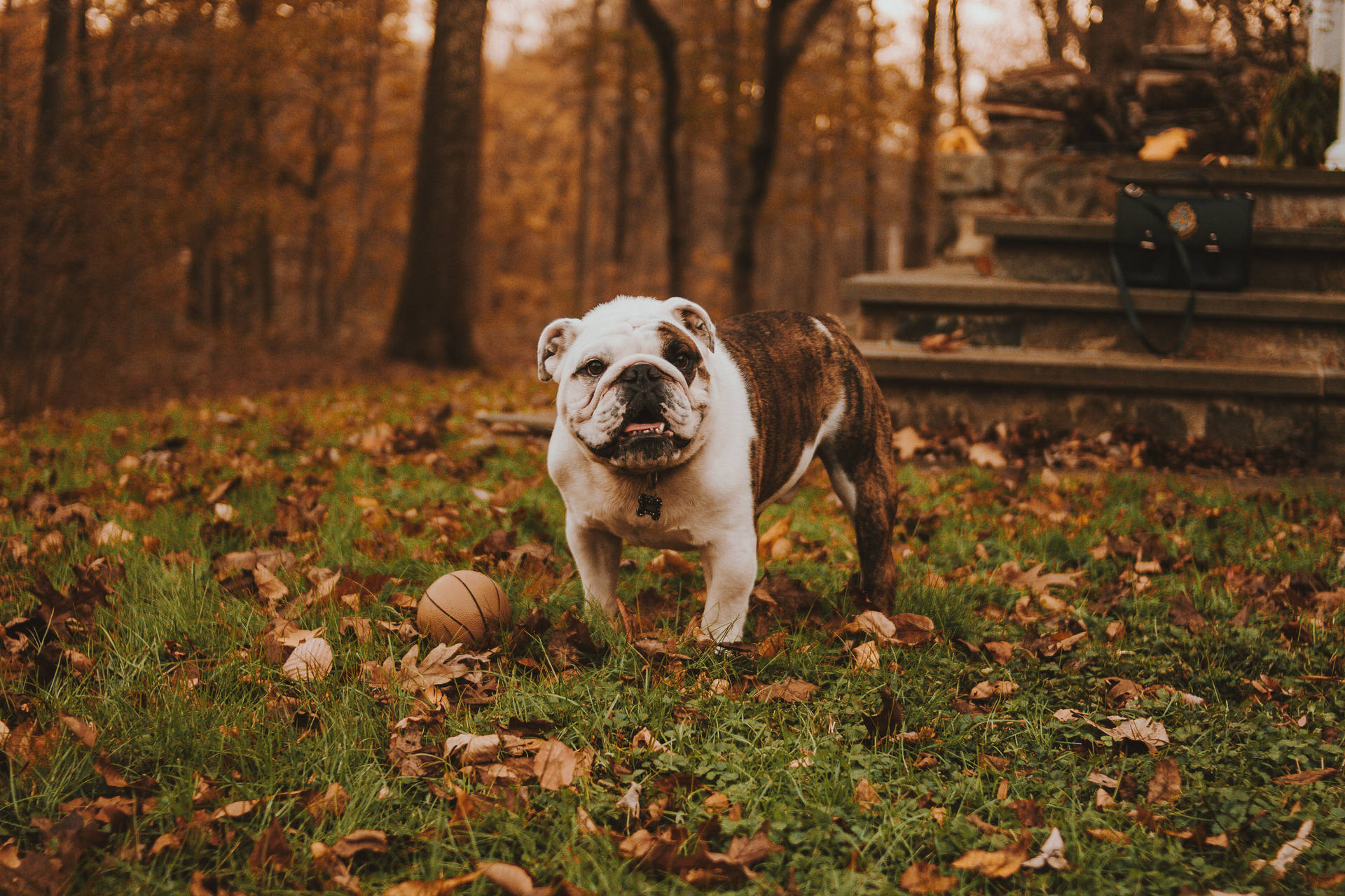 English Bulldog In Autumn Background
