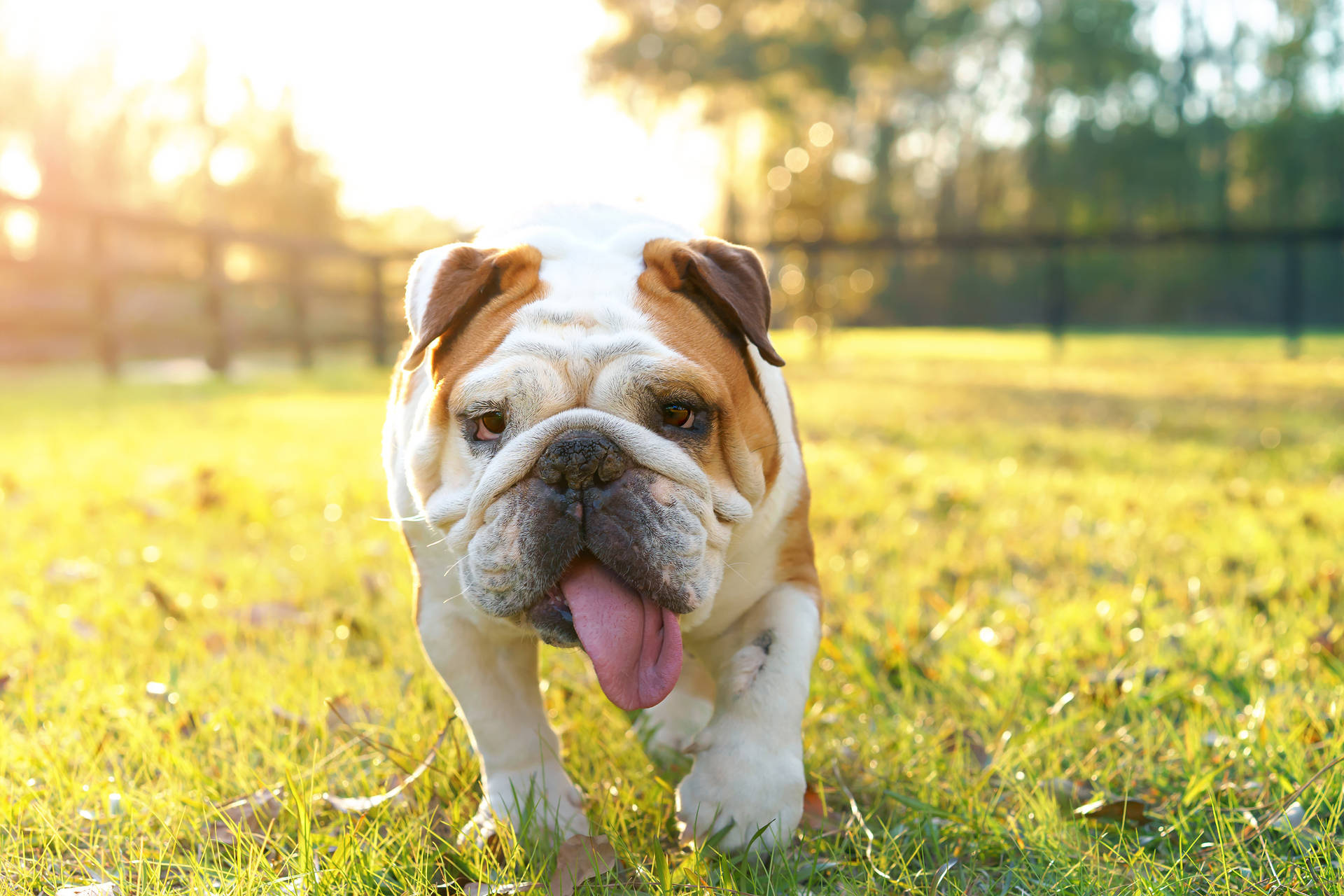 English Bulldog In Grass Background