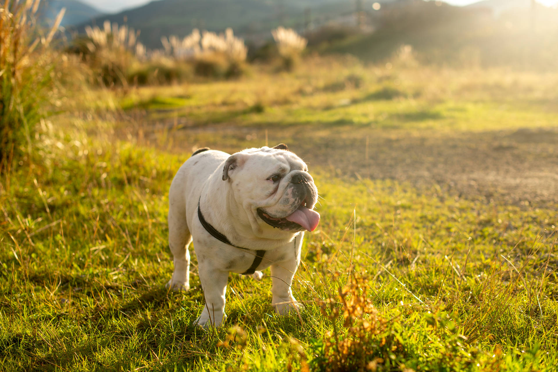 English Bulldog In Green Field