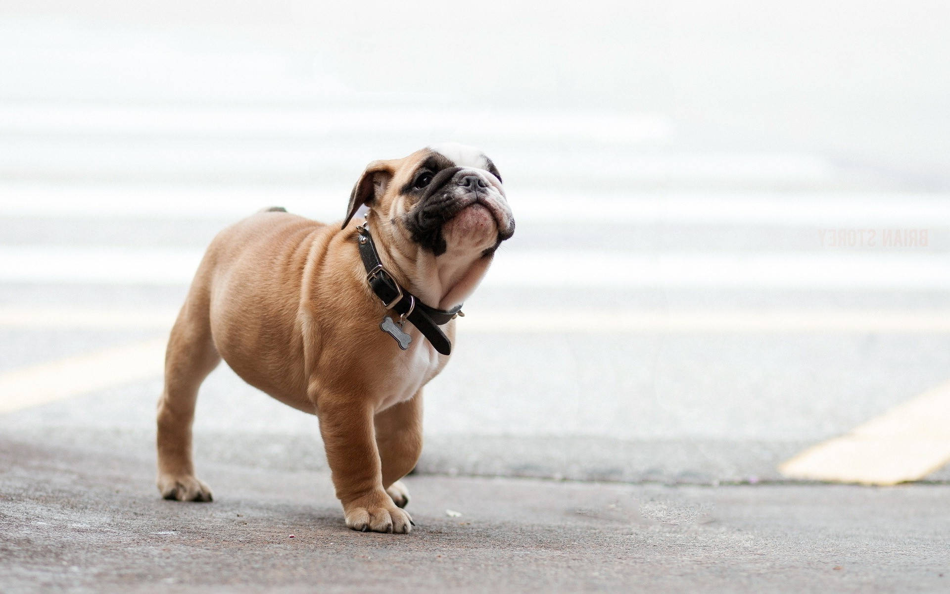 English Bulldog In Street Background