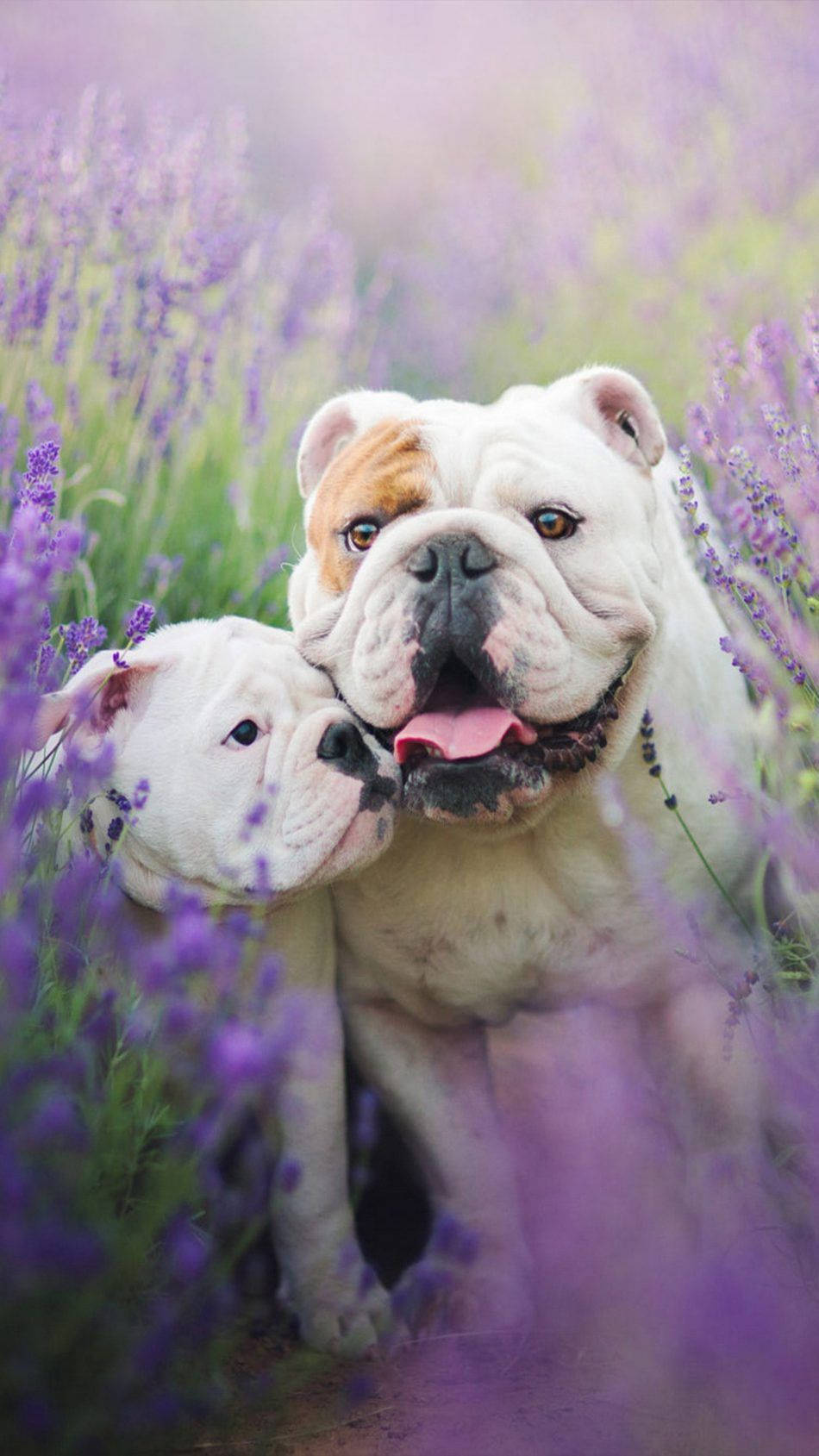 English Bulldog Lavender Field Background