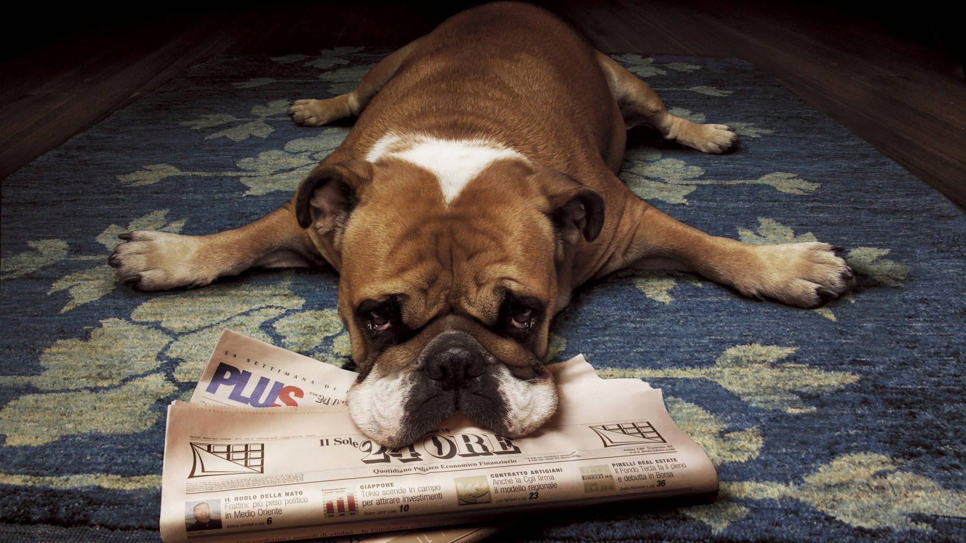 English Bulldog Laying Flat