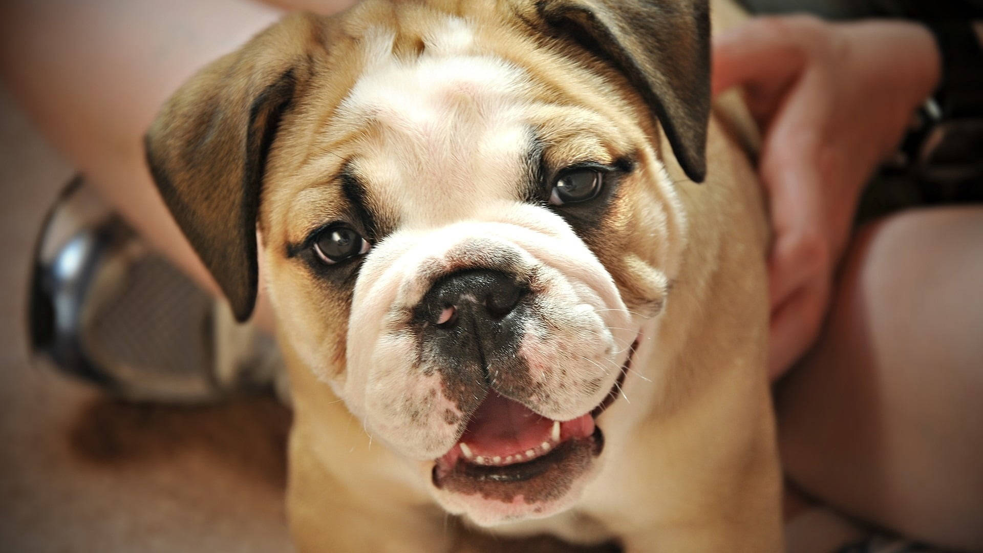 English Bulldog Looking Up