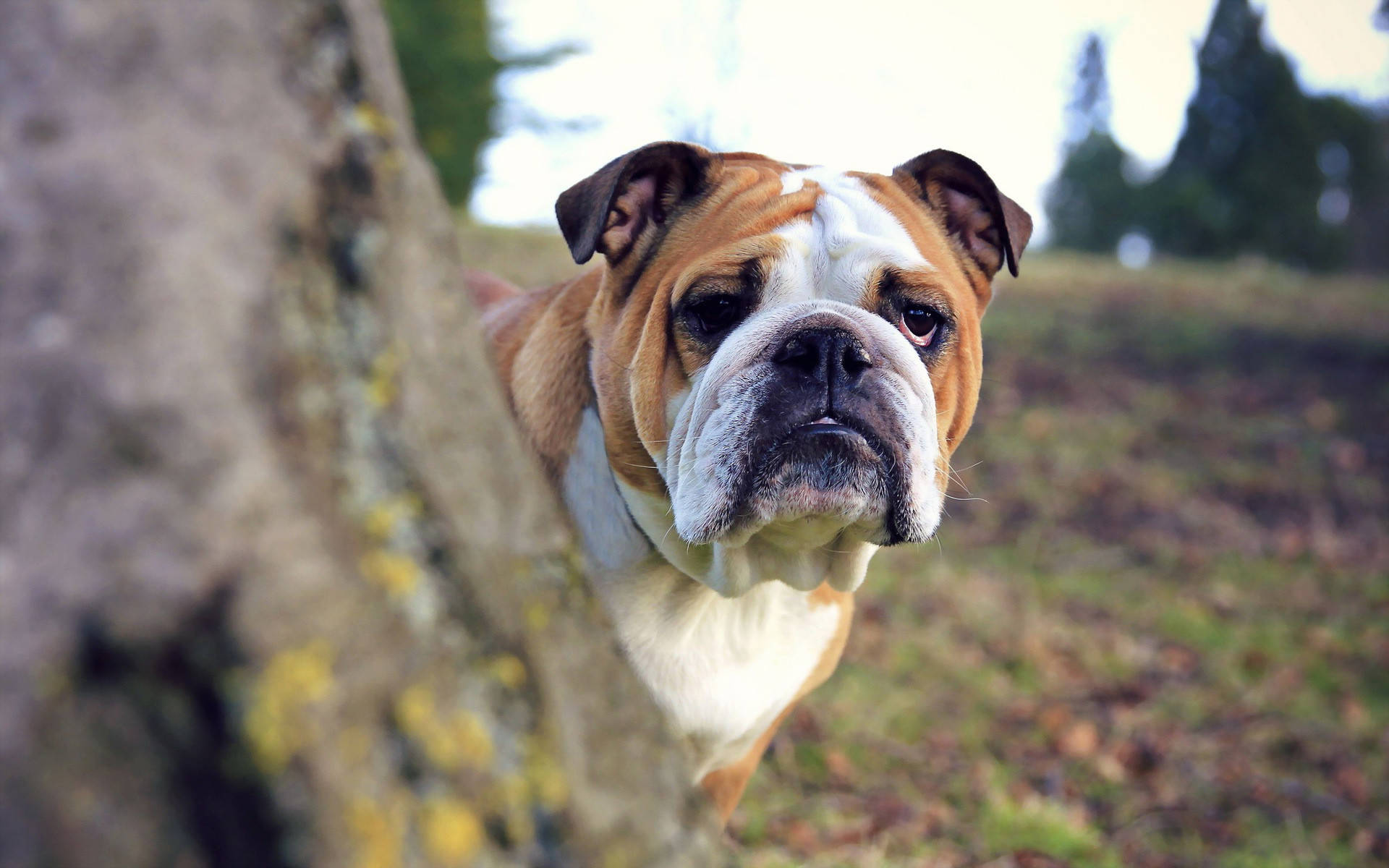 English Bulldog Outdoor Background