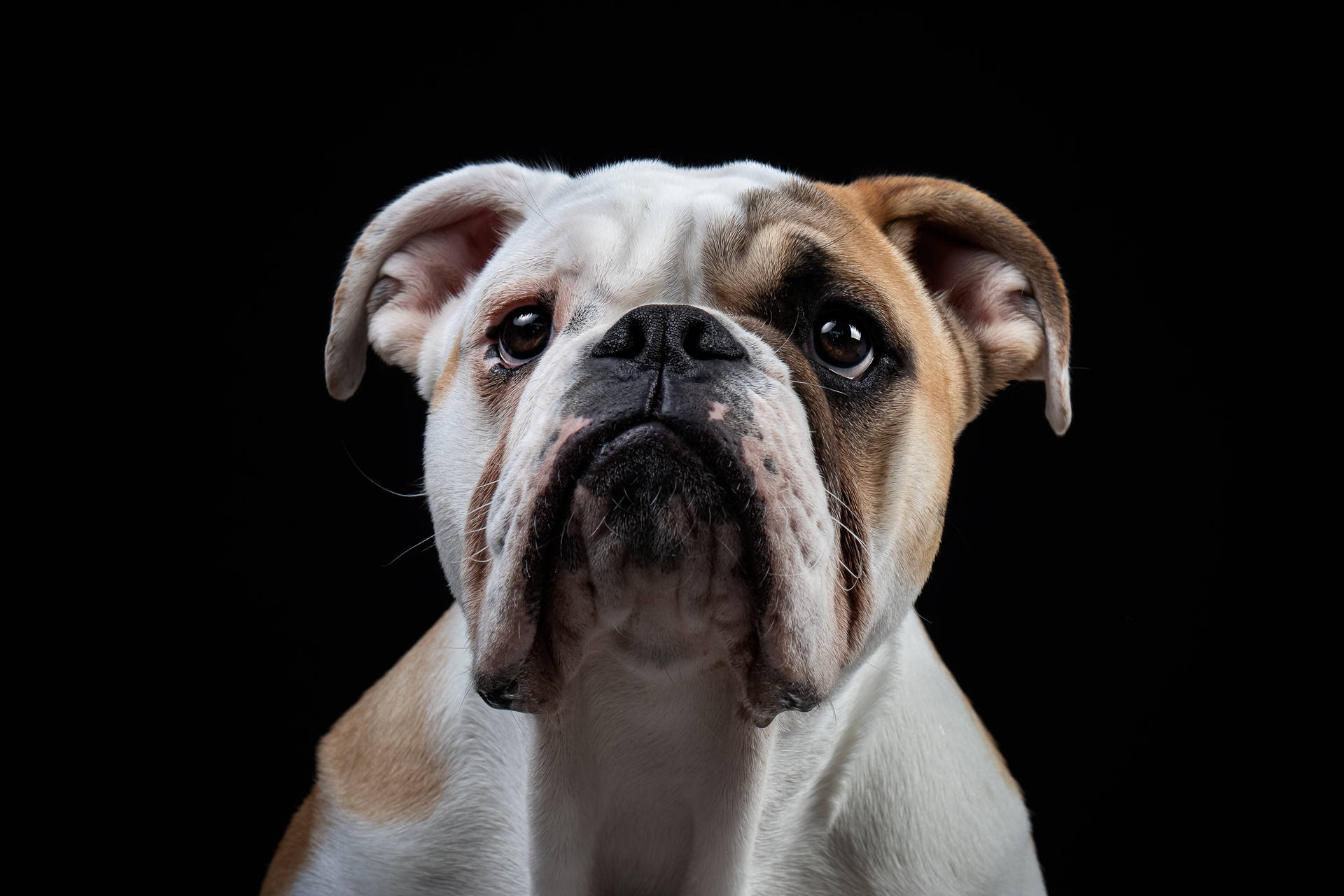 English Bulldog Portrait Black Background