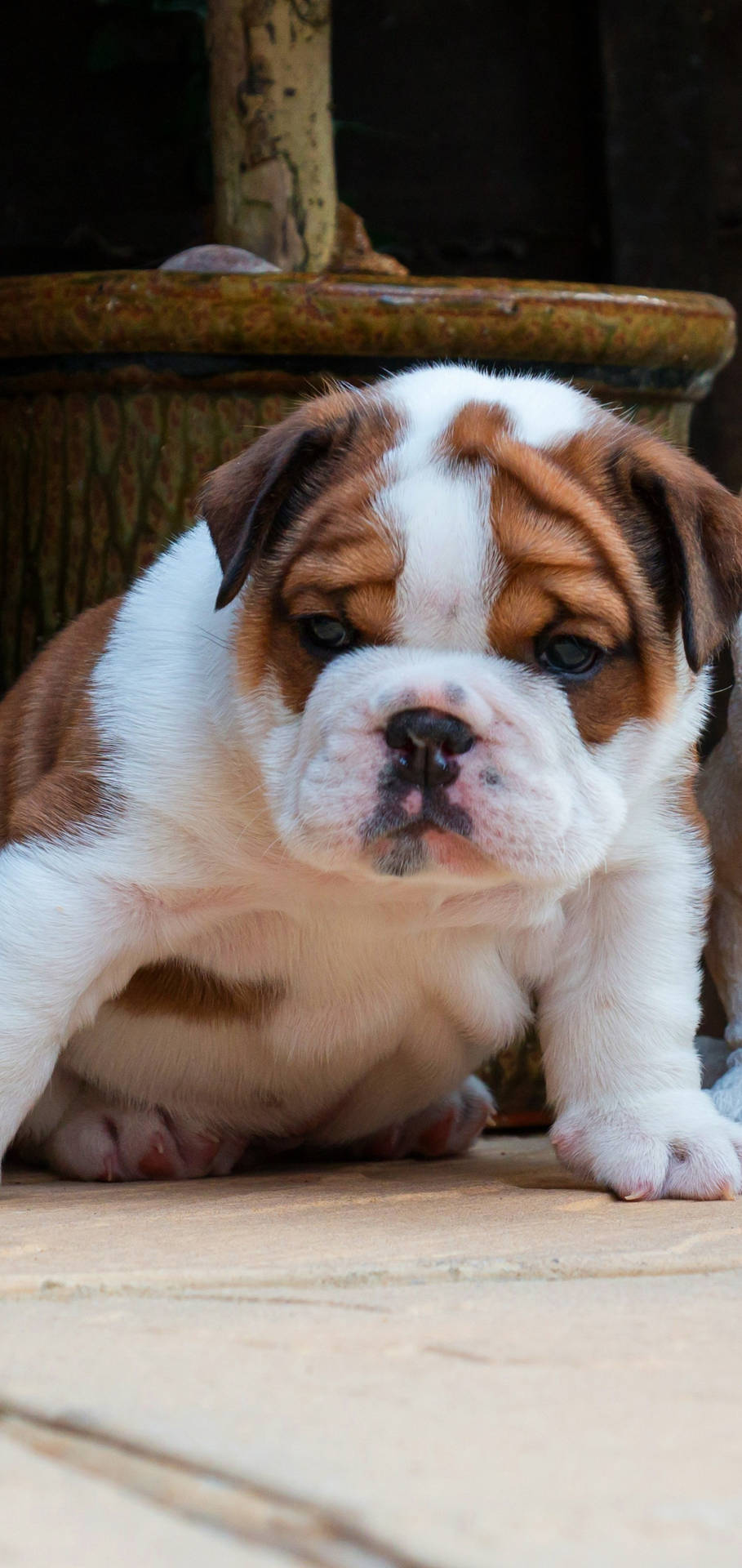 English Bulldog Pup Background