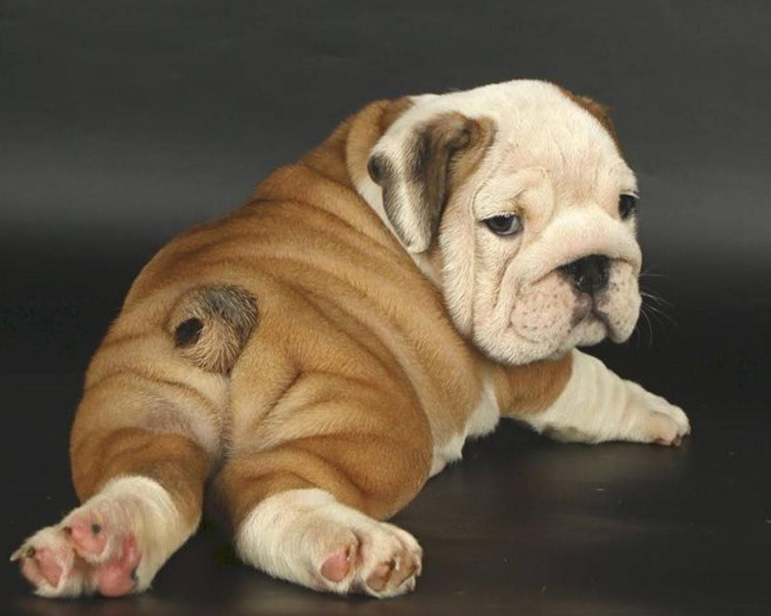 English Bulldog Puppies Back Background