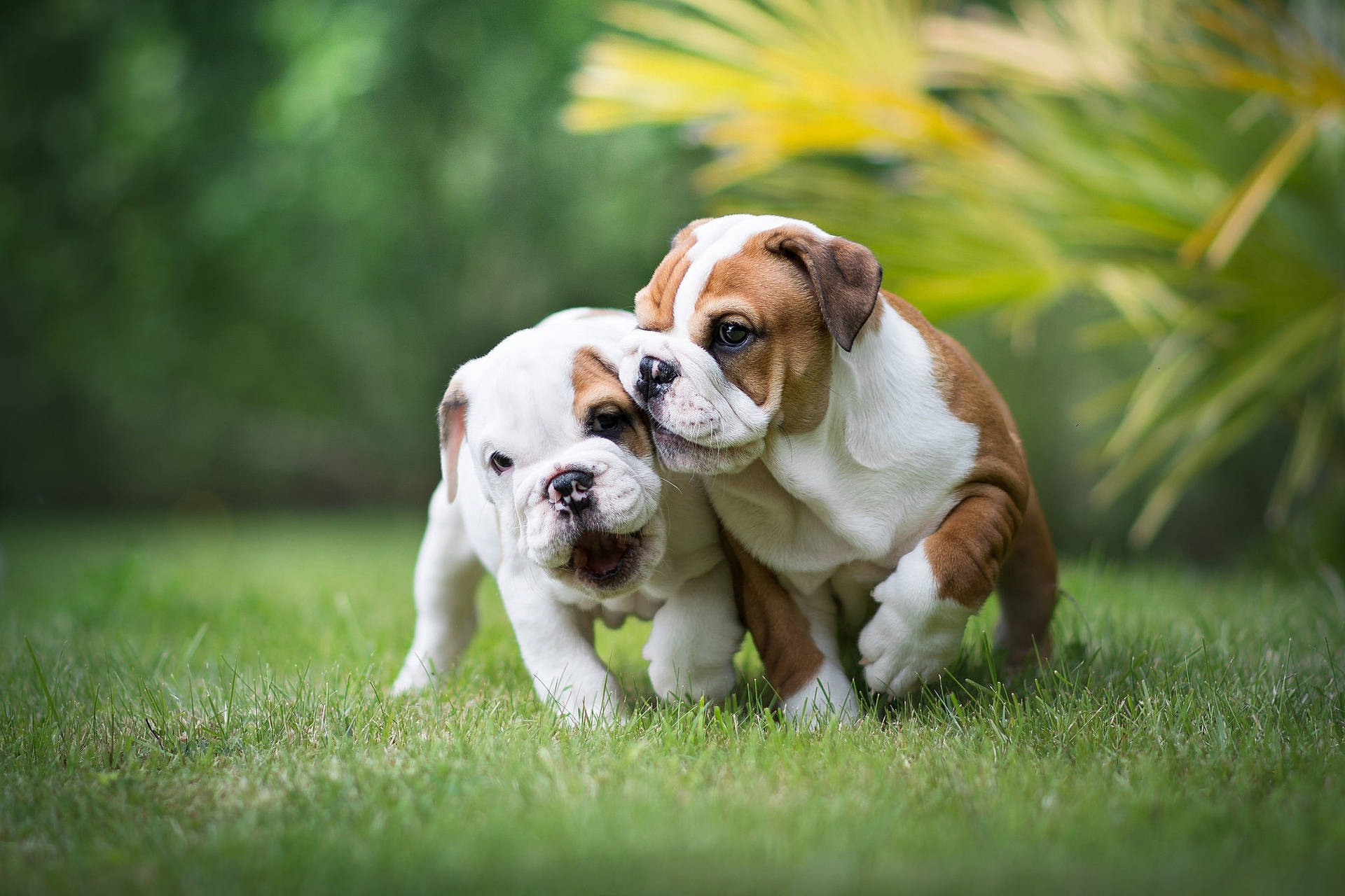 English Bulldog Puppies Background