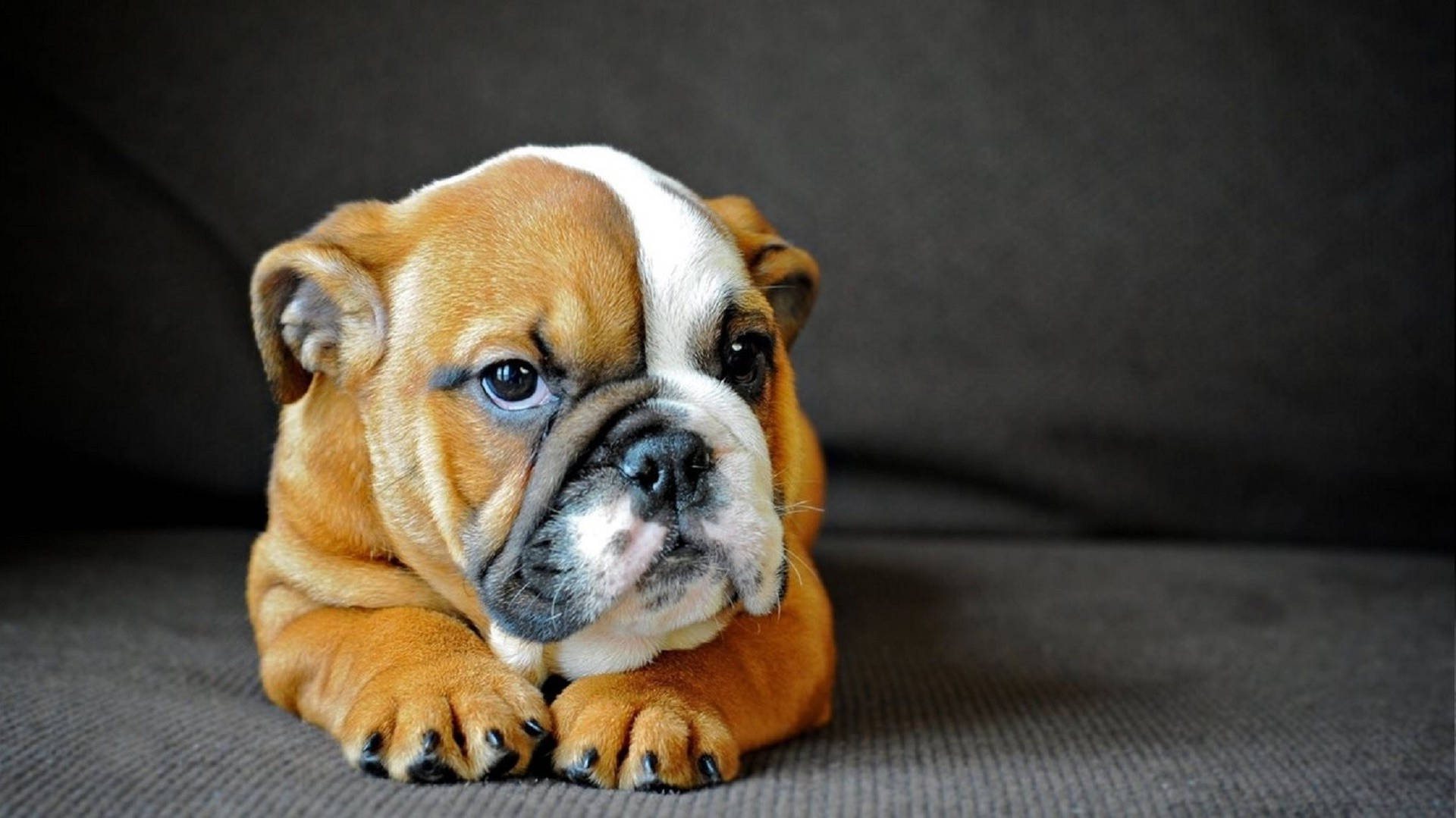 English Bulldog Puppy Background