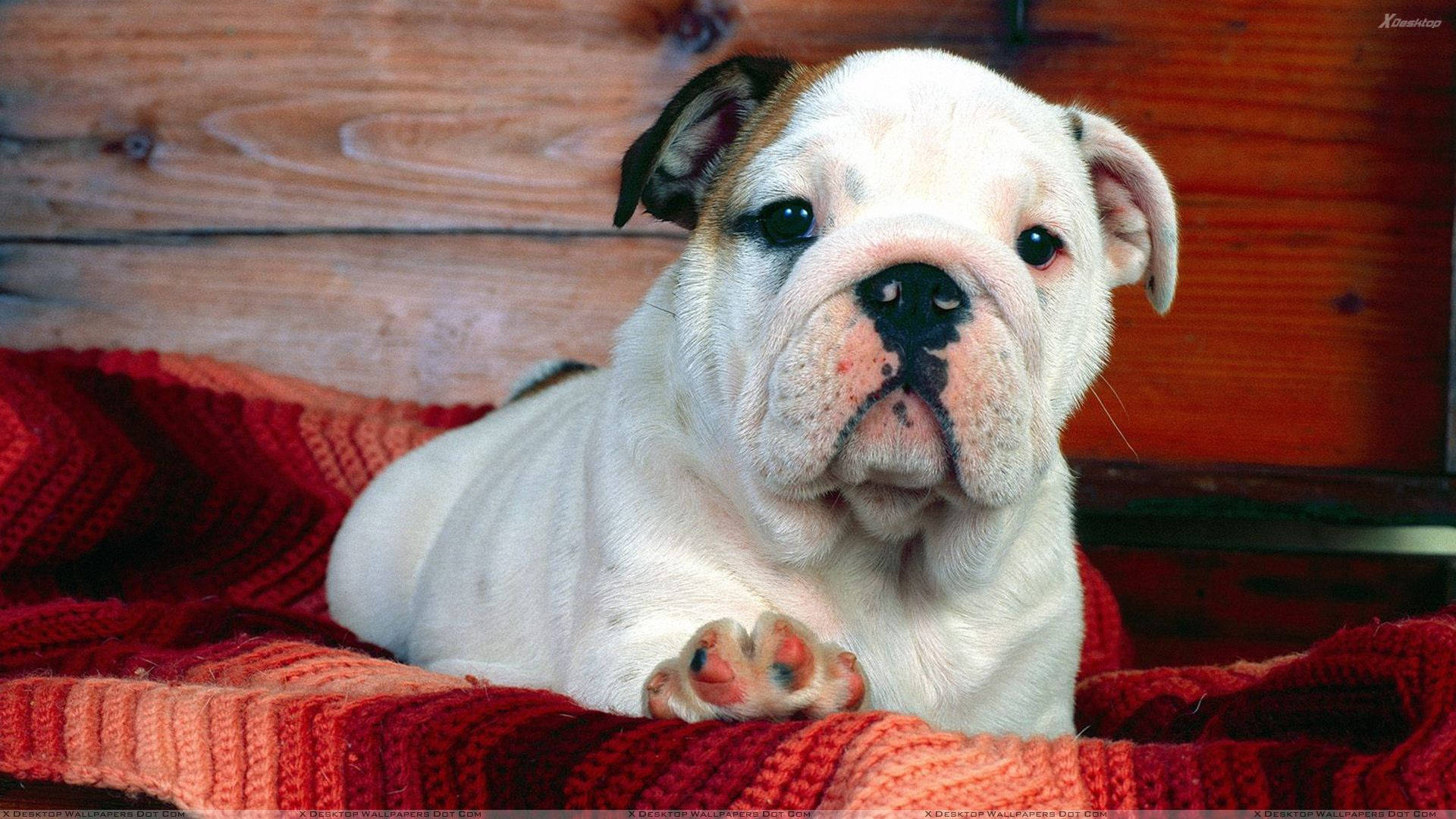 English Bulldog Puppy White Background