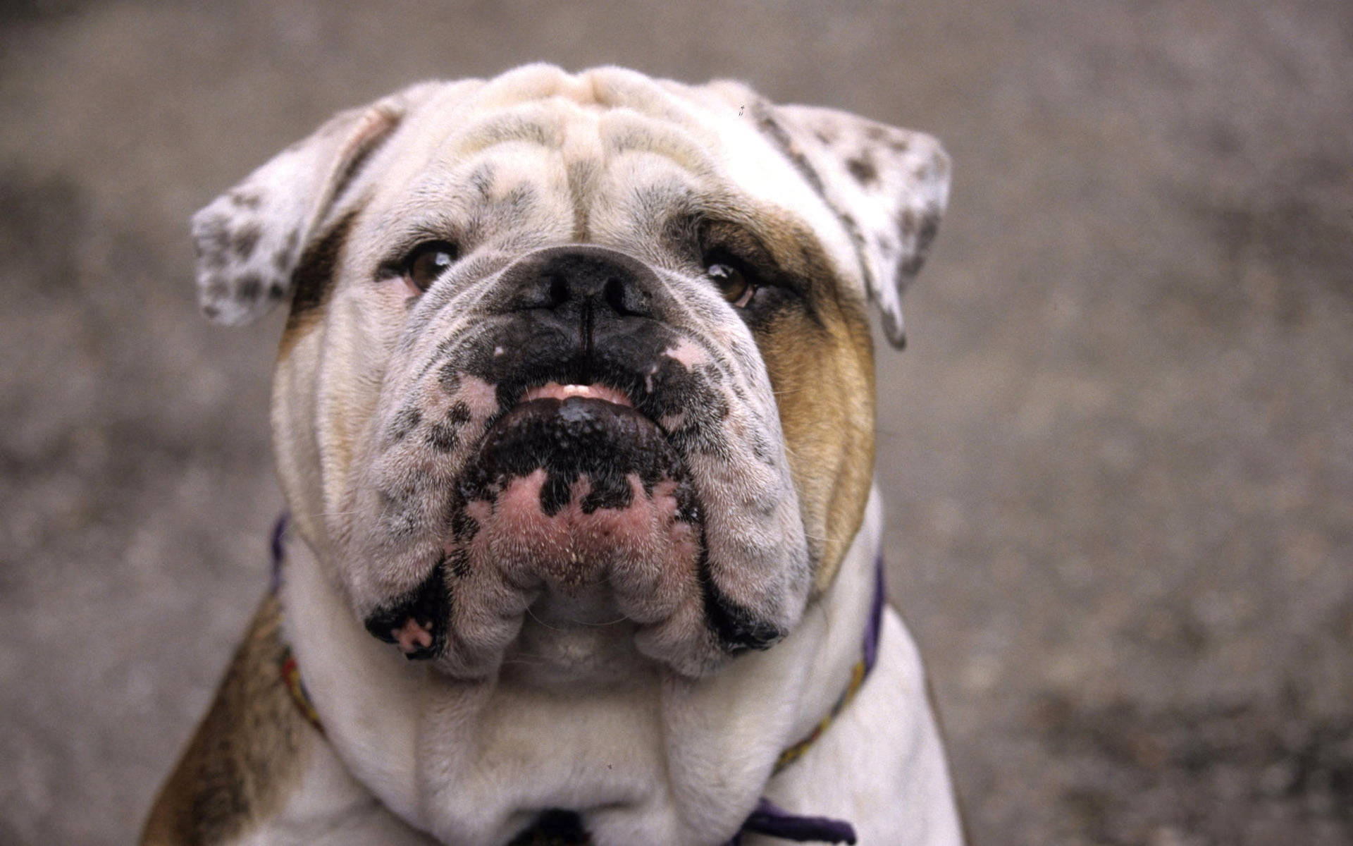 English Bulldog Pushed In Nose