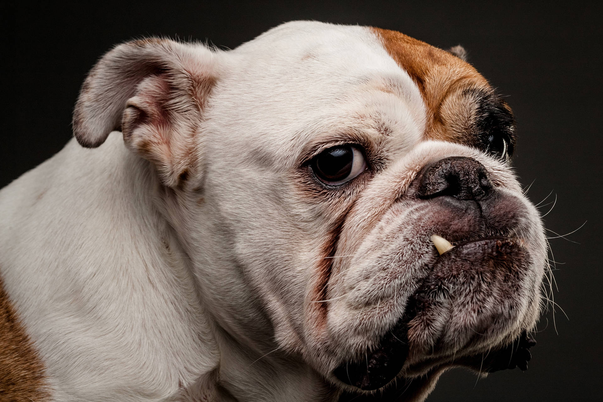 English Bulldog Sideview