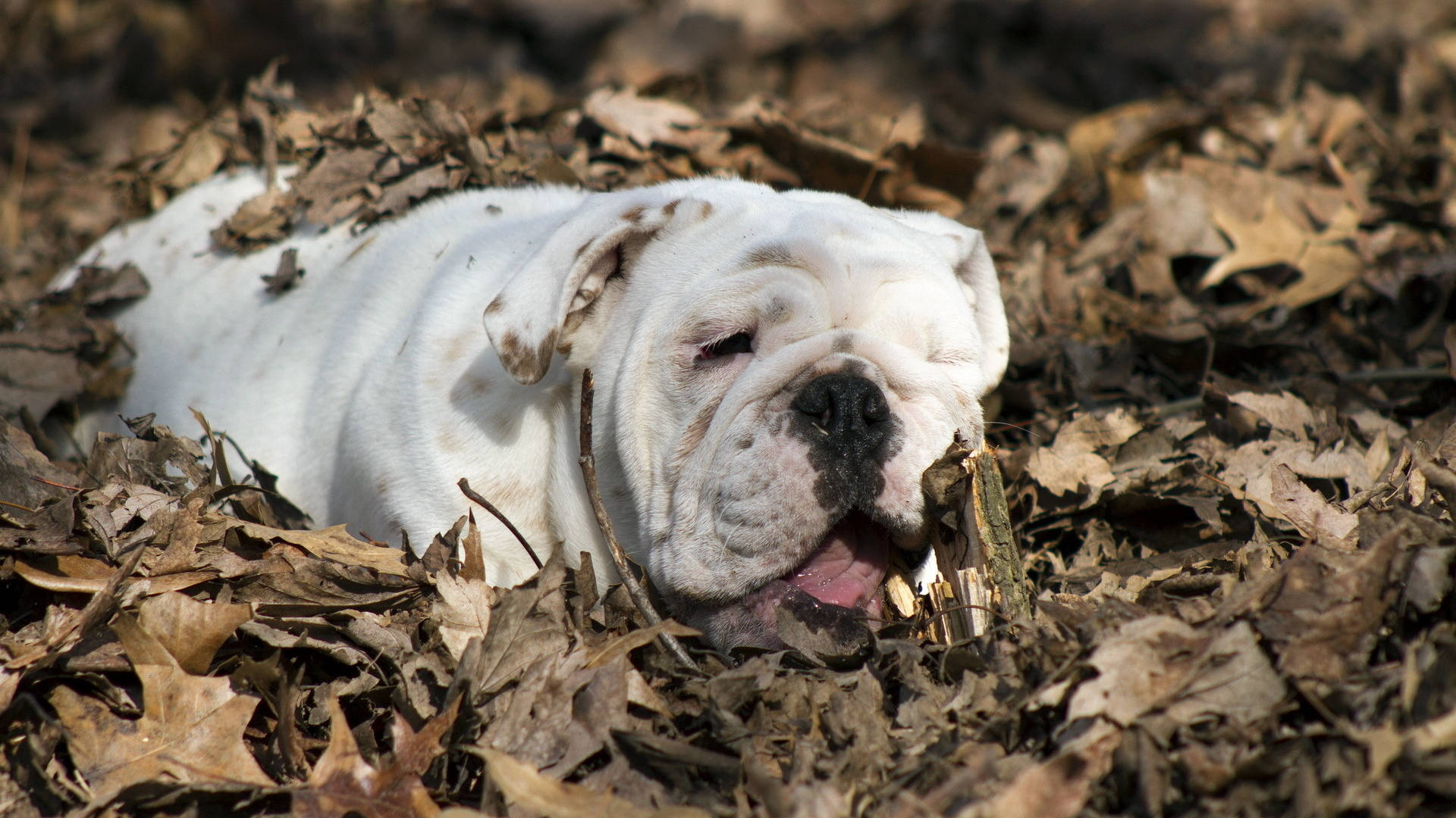 English Bulldog Sleeping Leaves