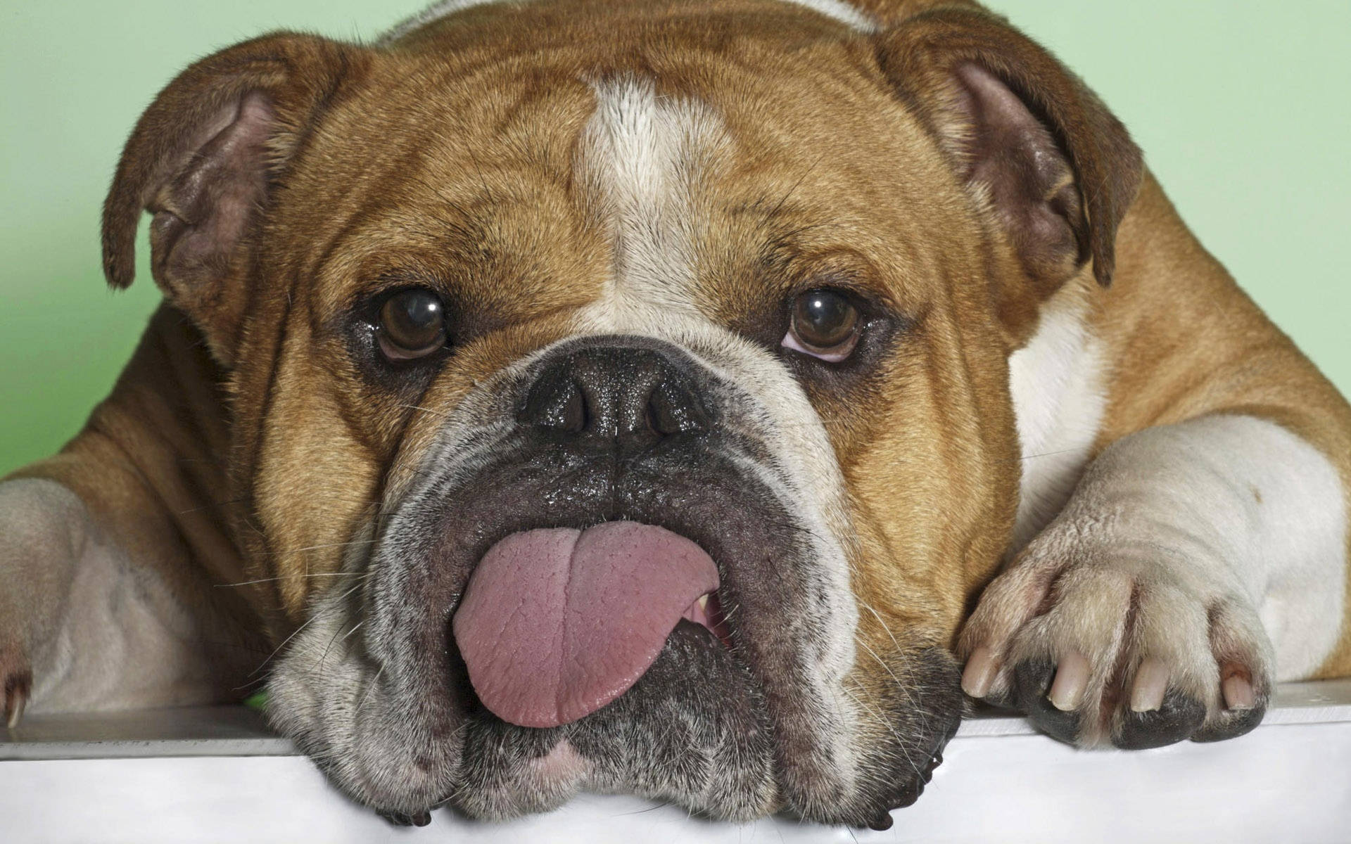 English Bulldog Sticking Tongue Out